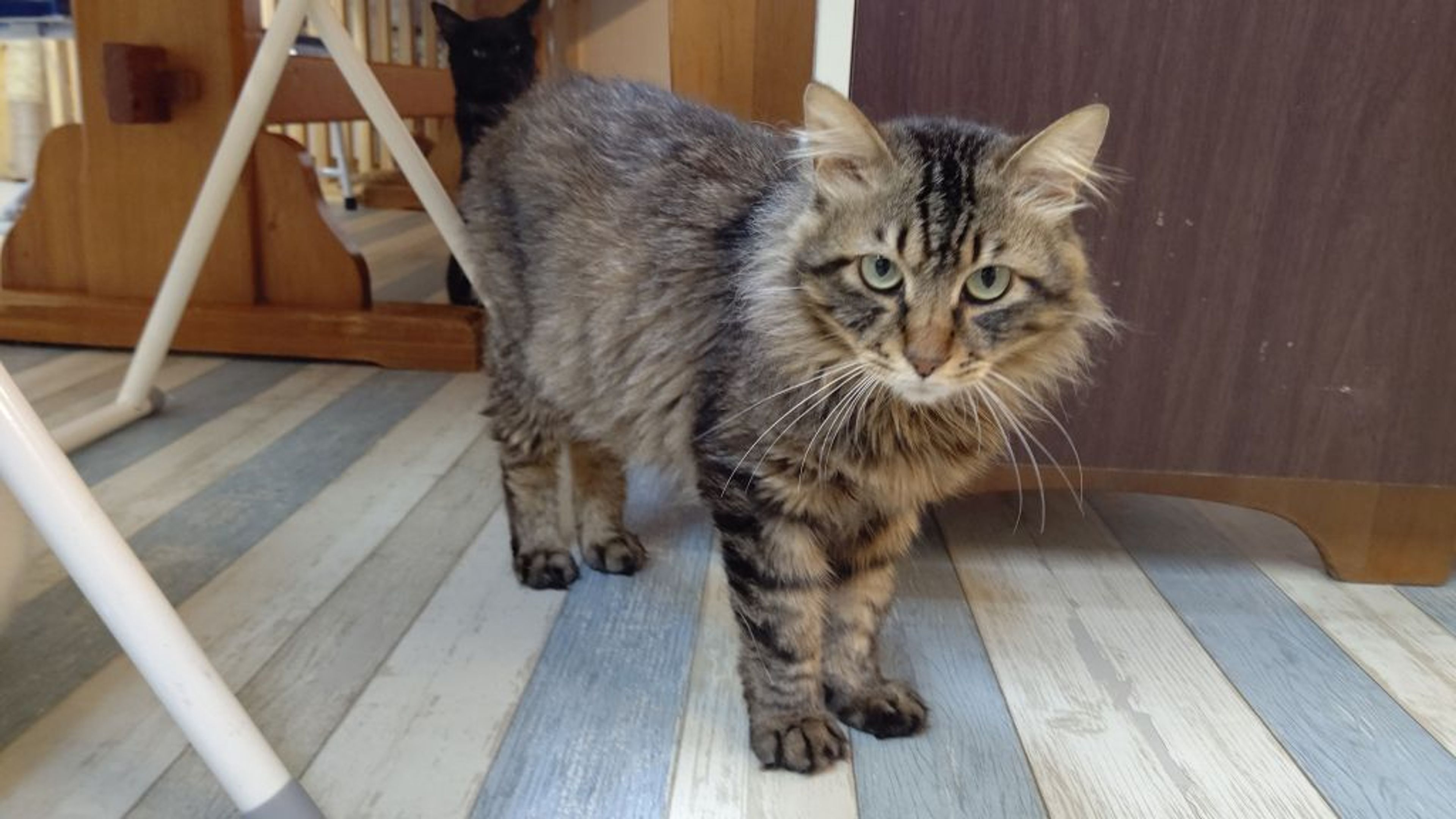 pet-image-2