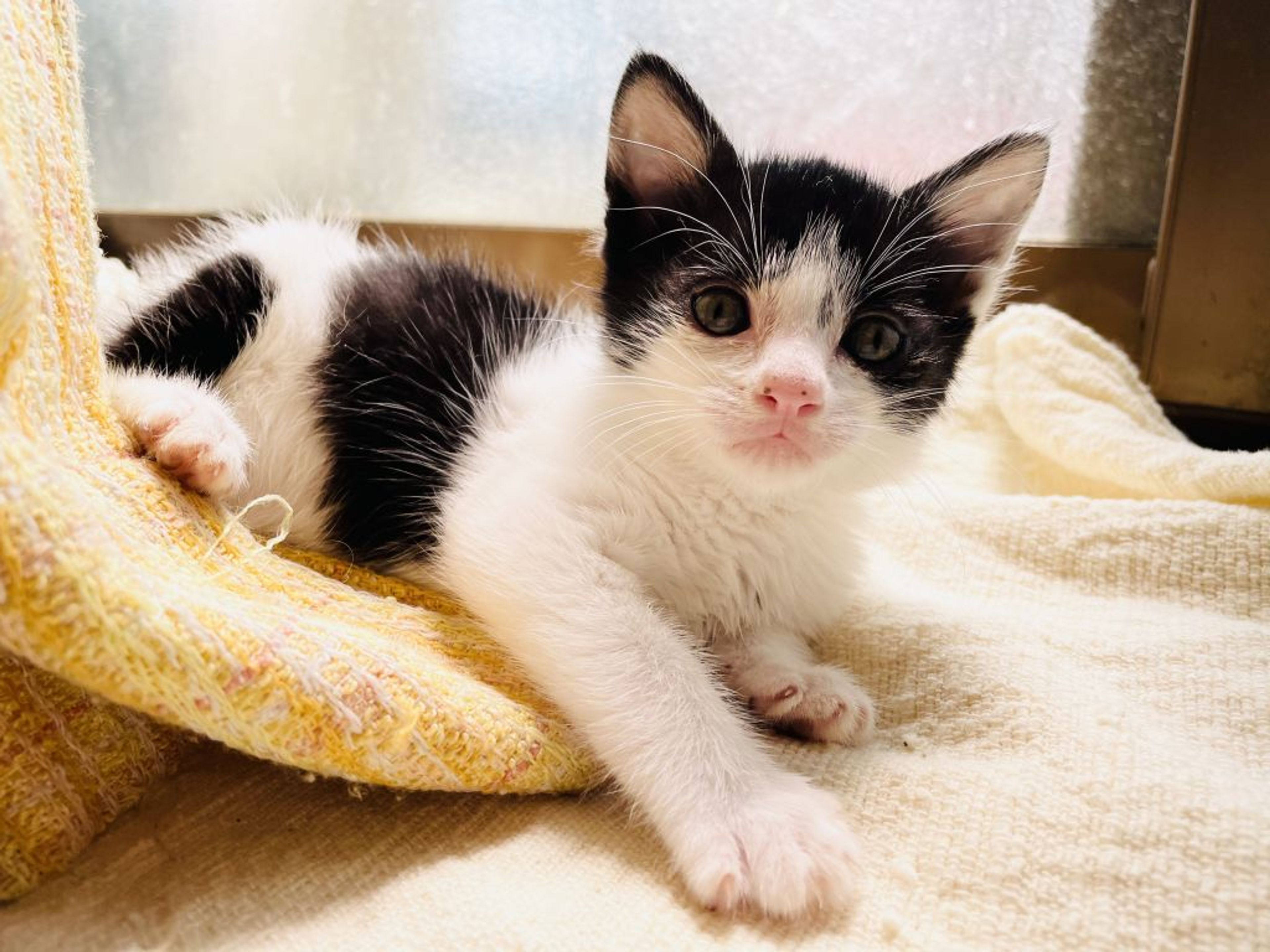 pet-image-3