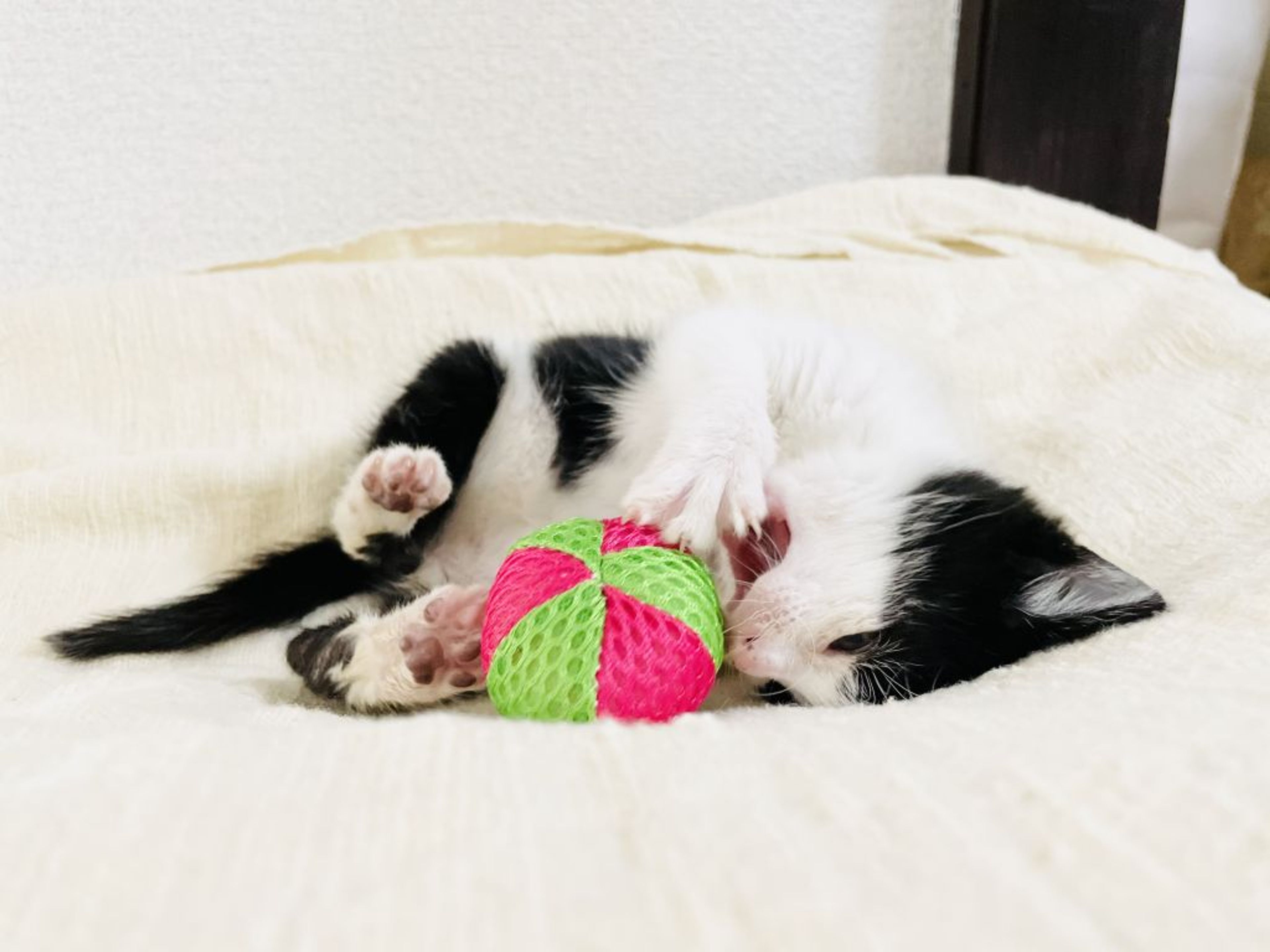 pet-image-4