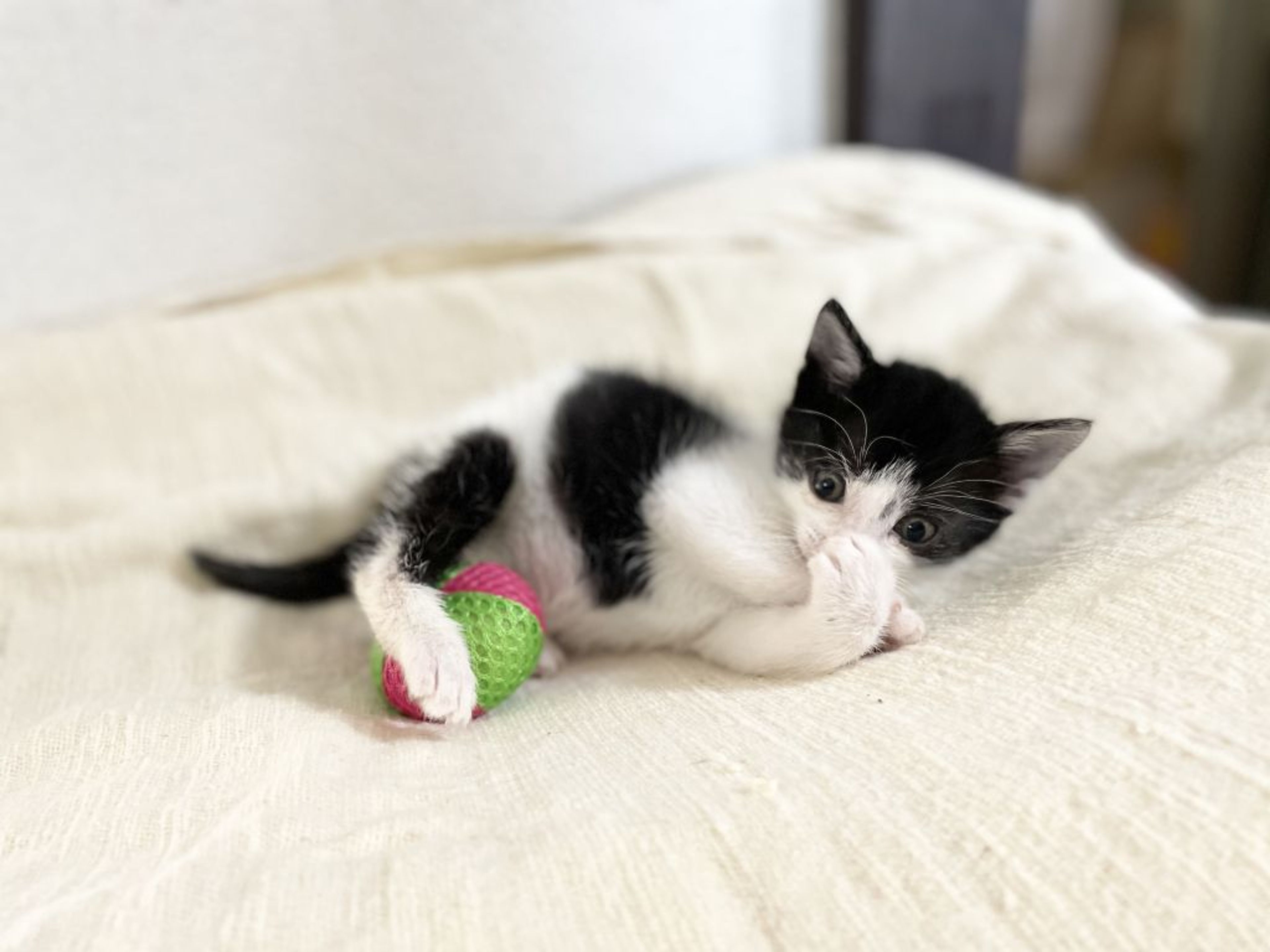 pet-image-5