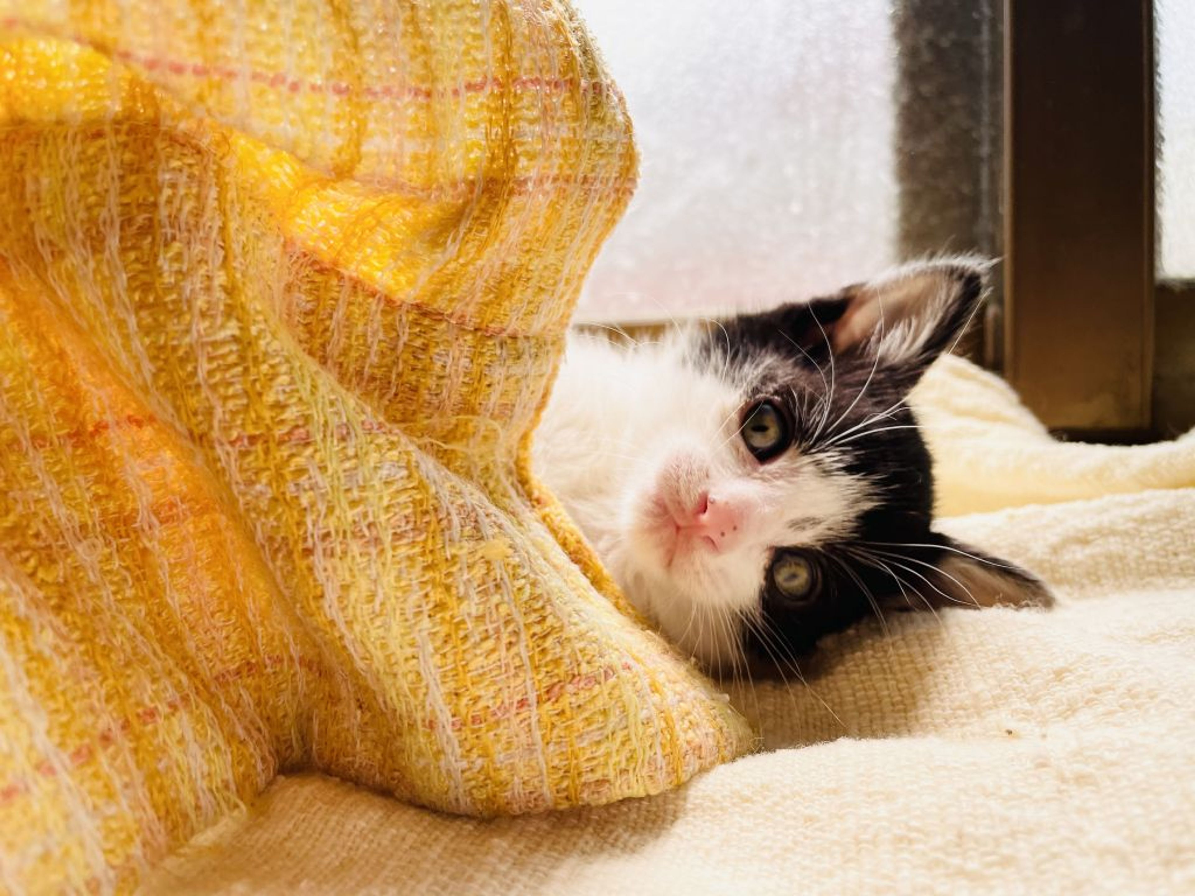 pet-image-6