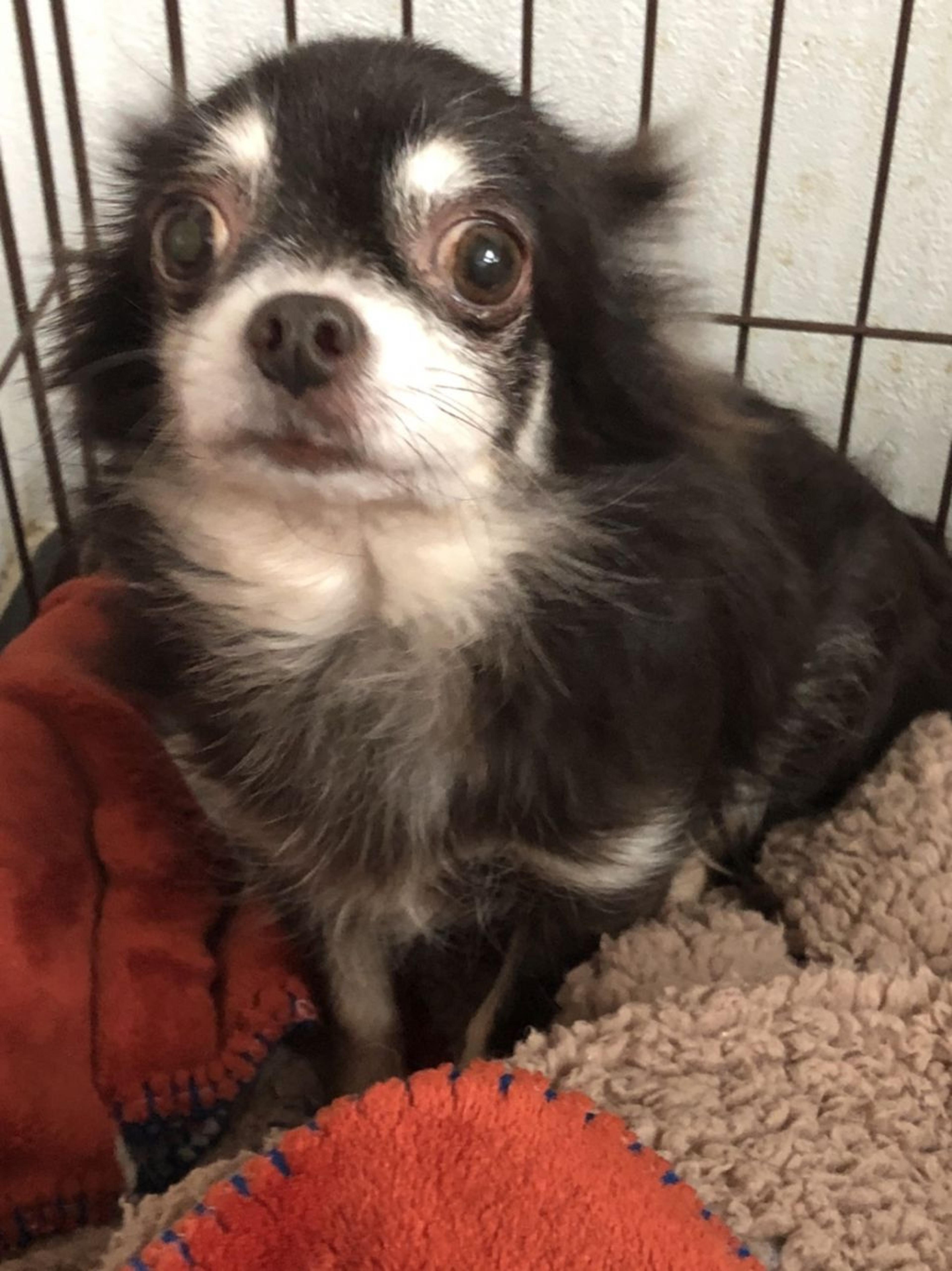 pet-image-2