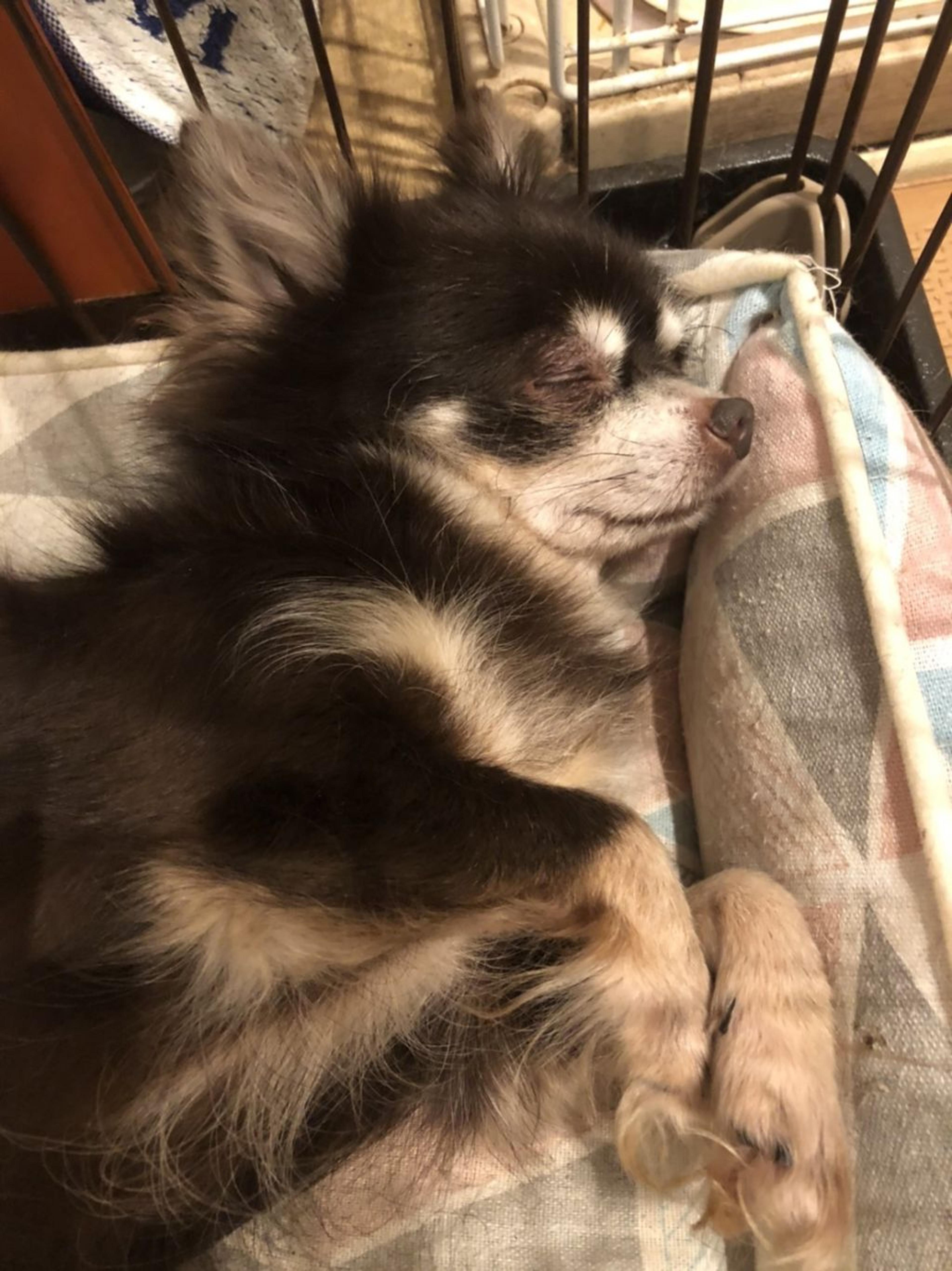 pet-image-3