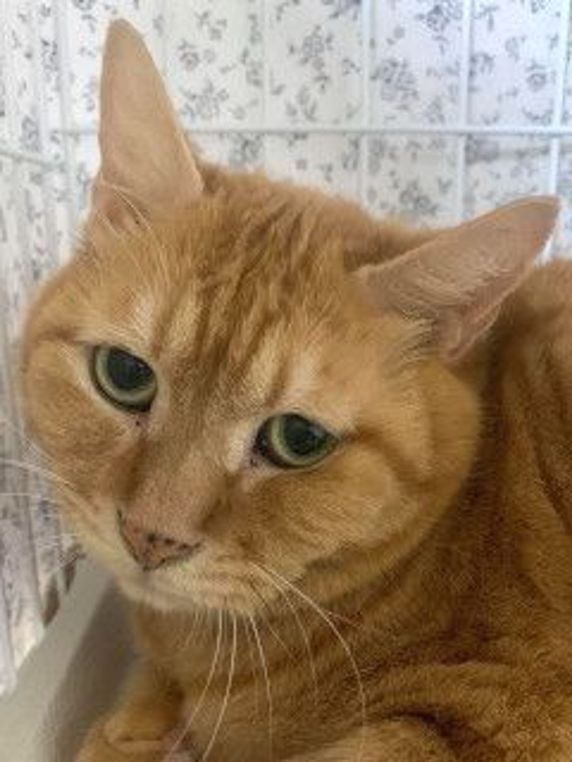 雑種（ミックス猫）・オスの里親募集の写真