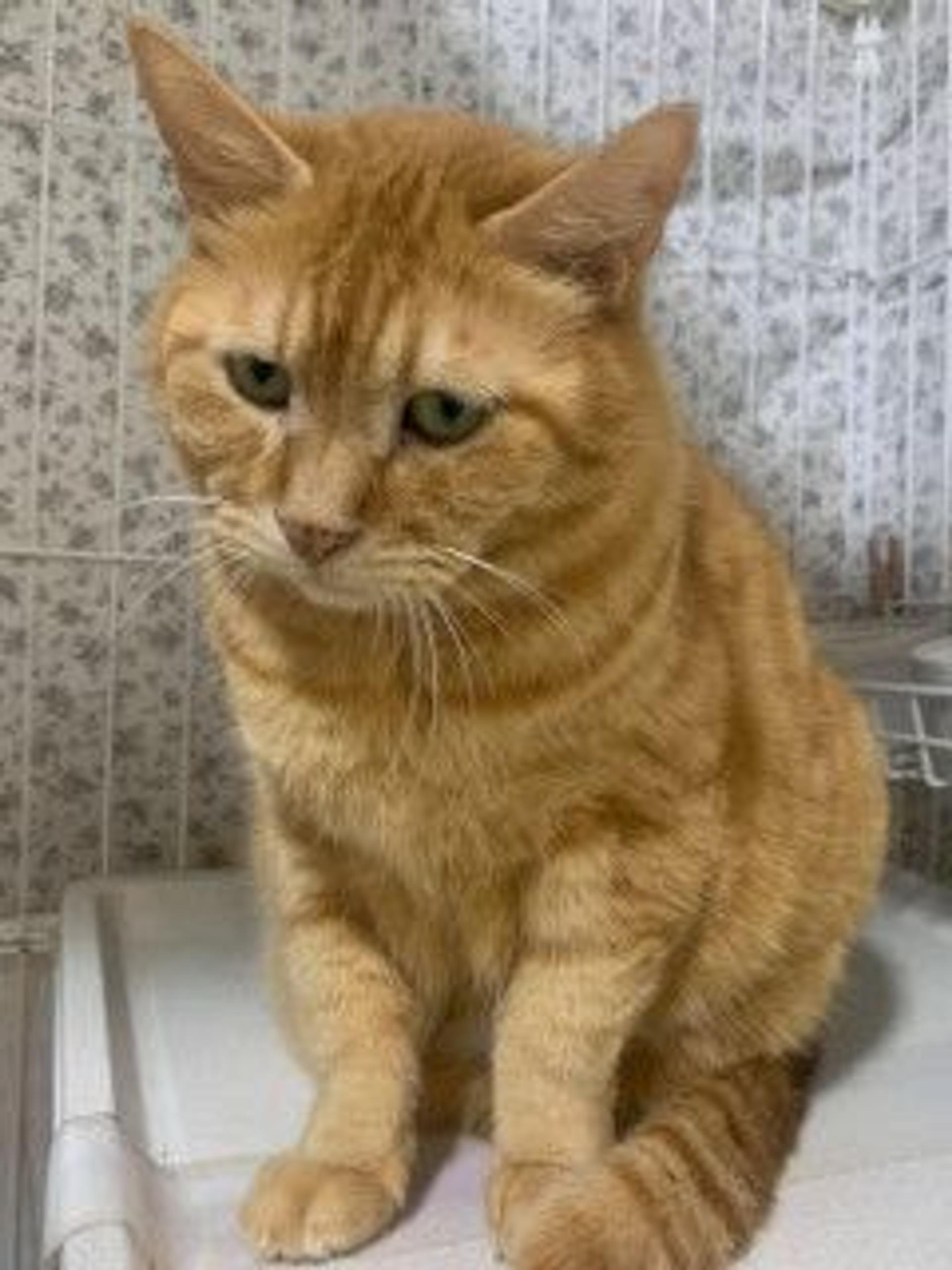 pet-image-3