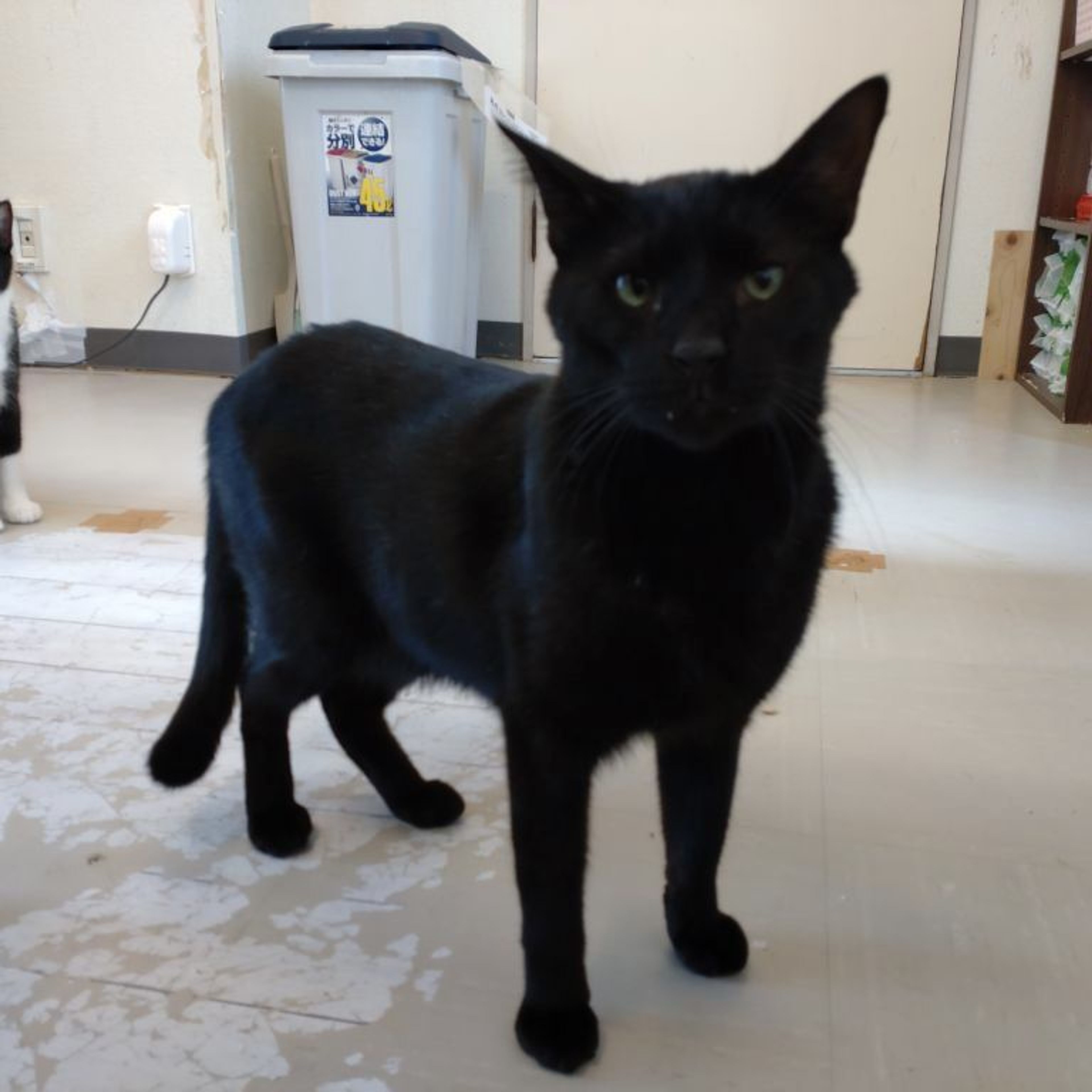 pet-image-5