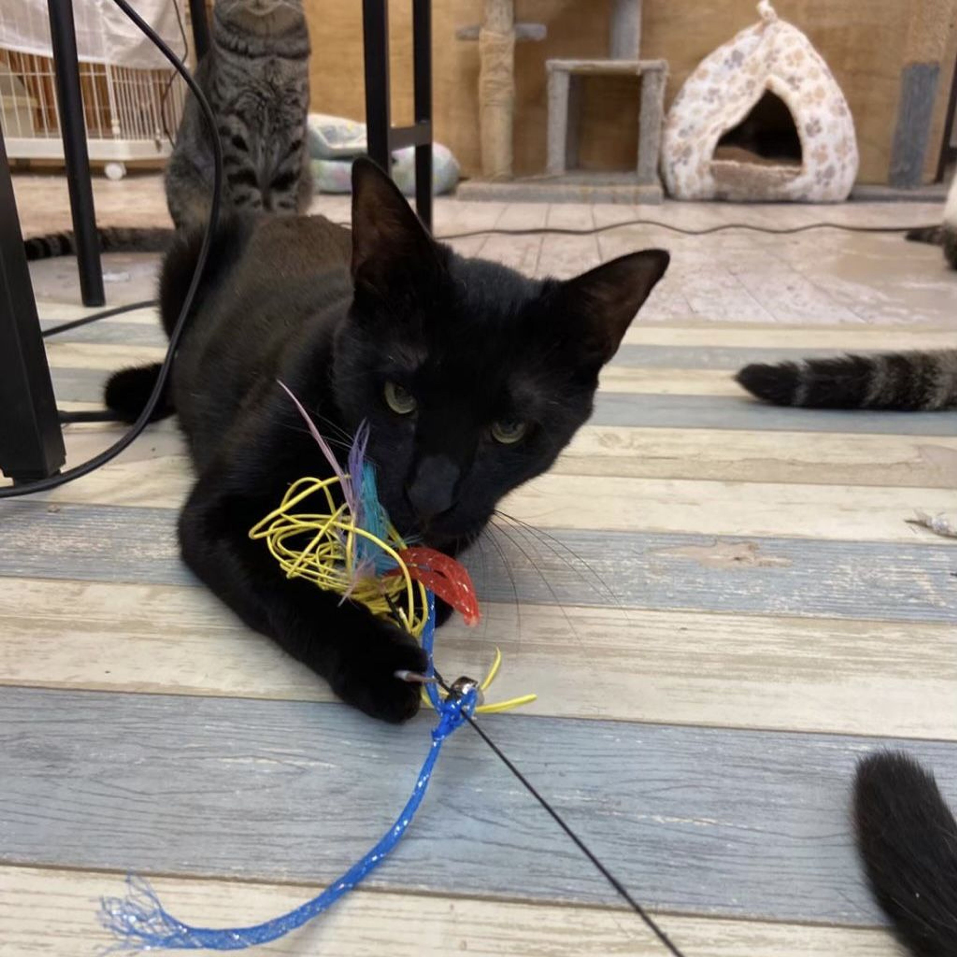 pet-image-8