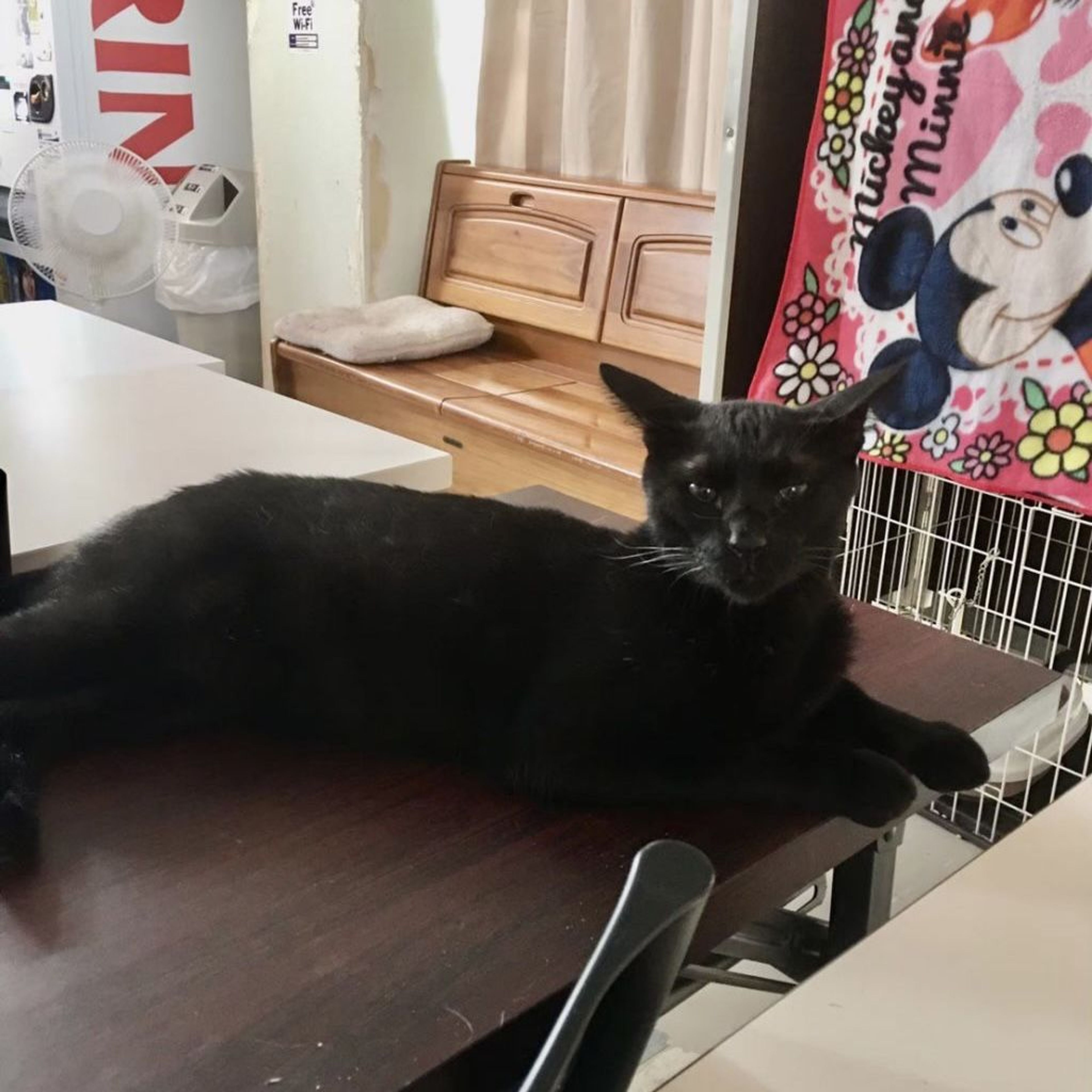pet-image-9