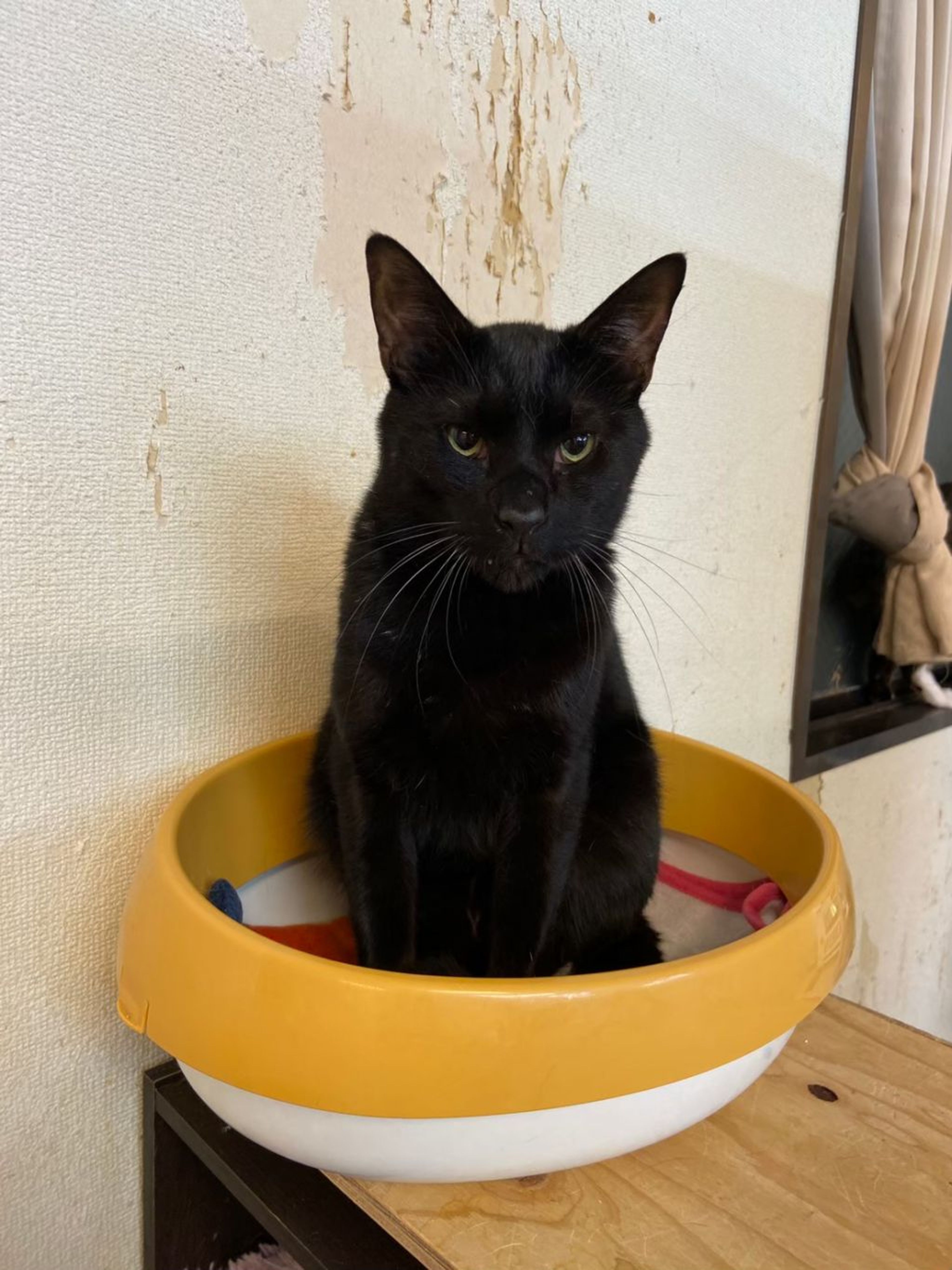 pet-image-3