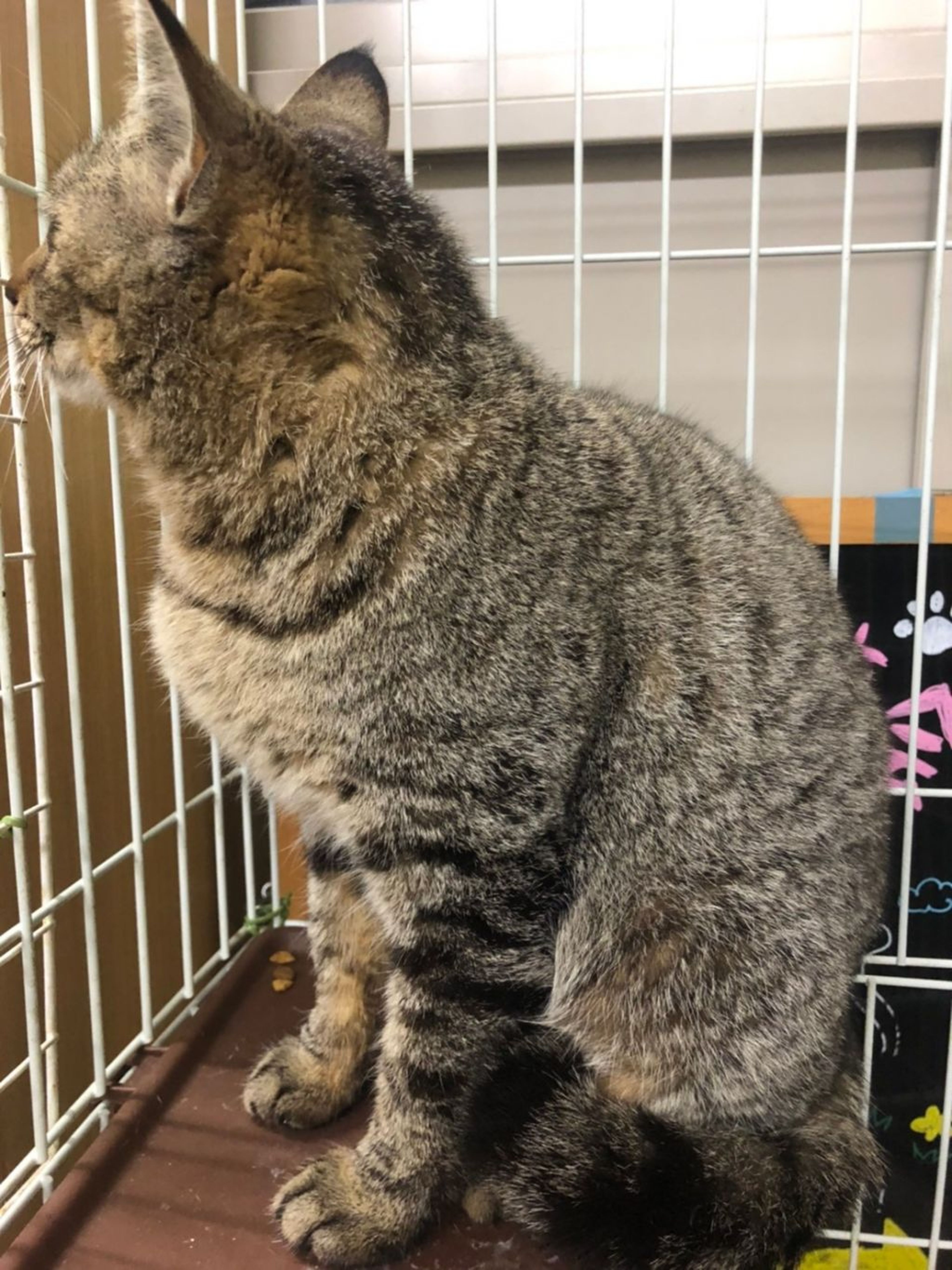 pet-image-3