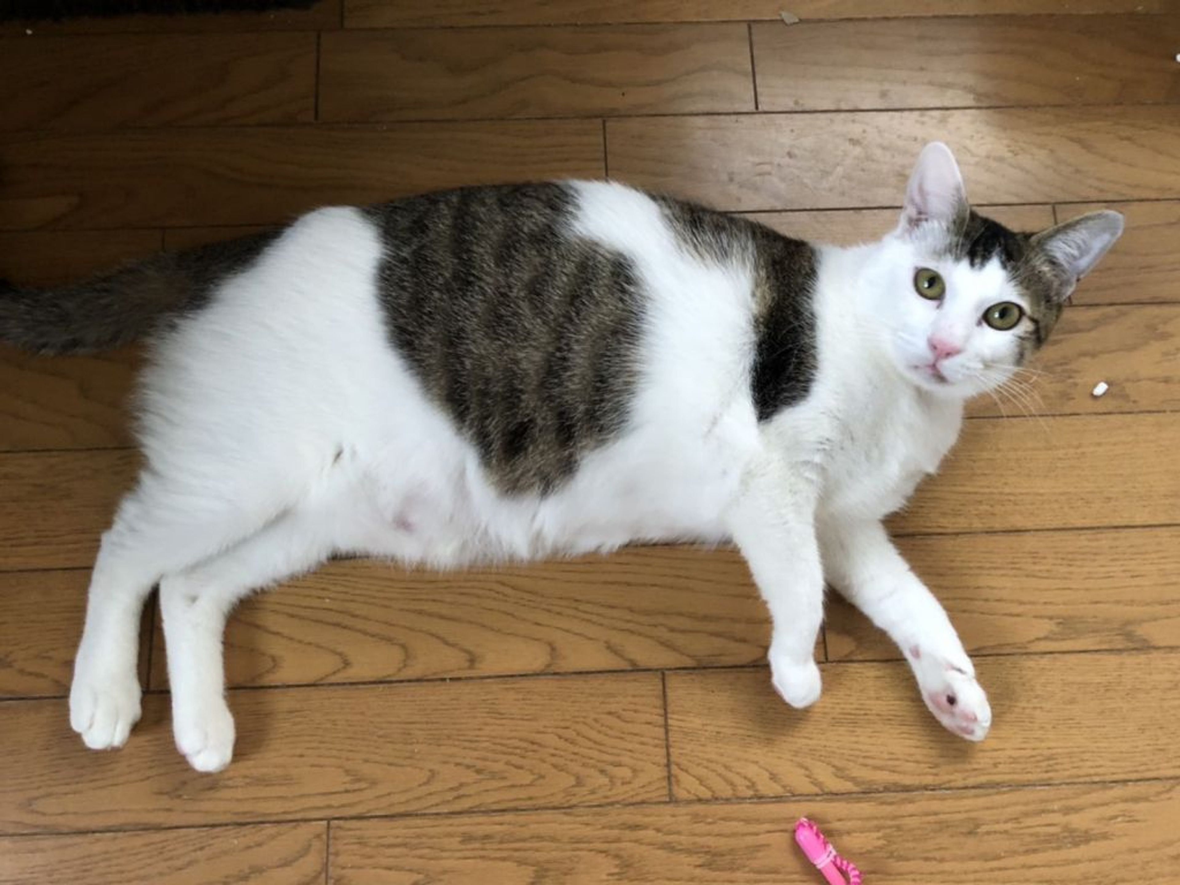 pet-image-2
