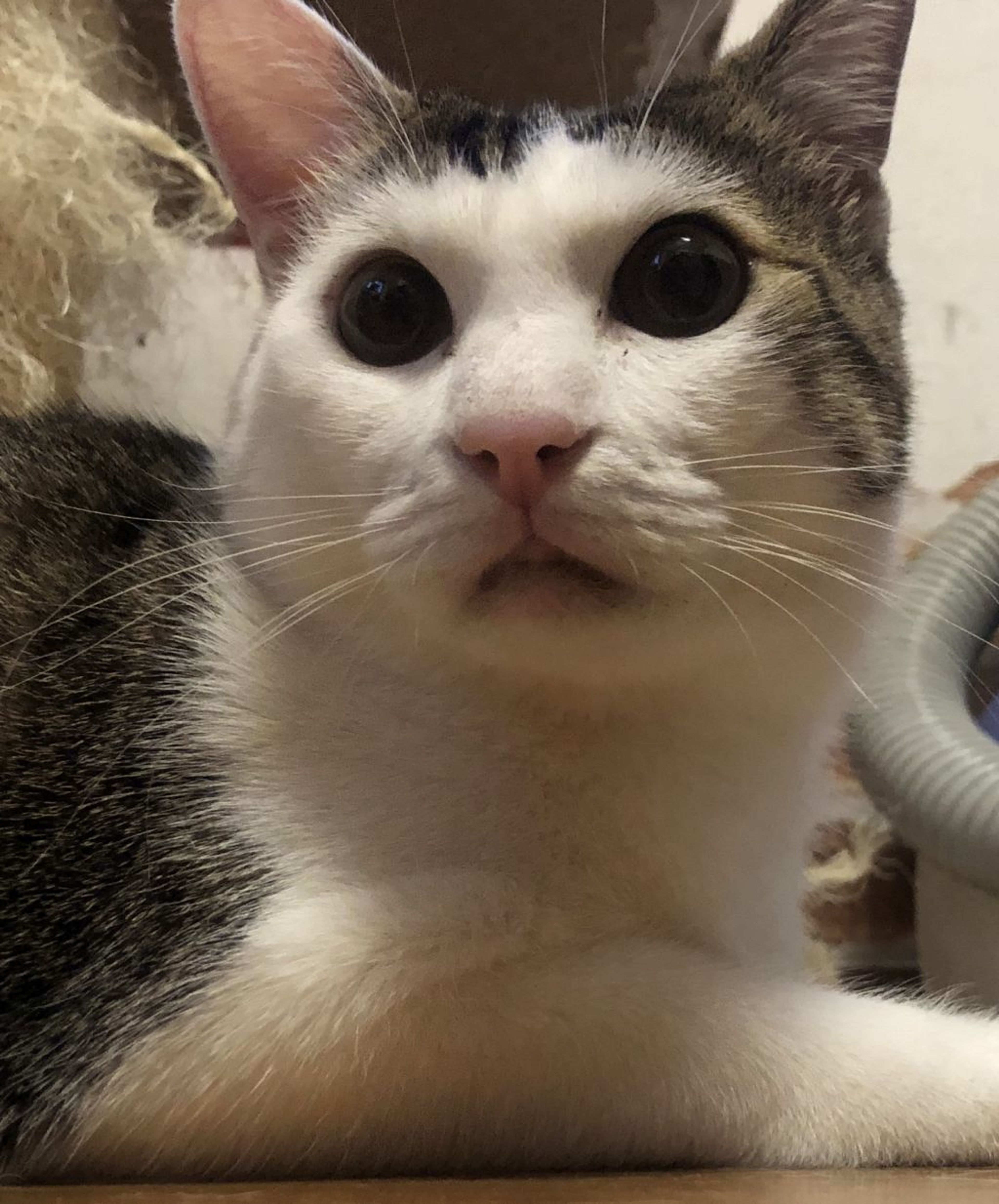pet-image-3