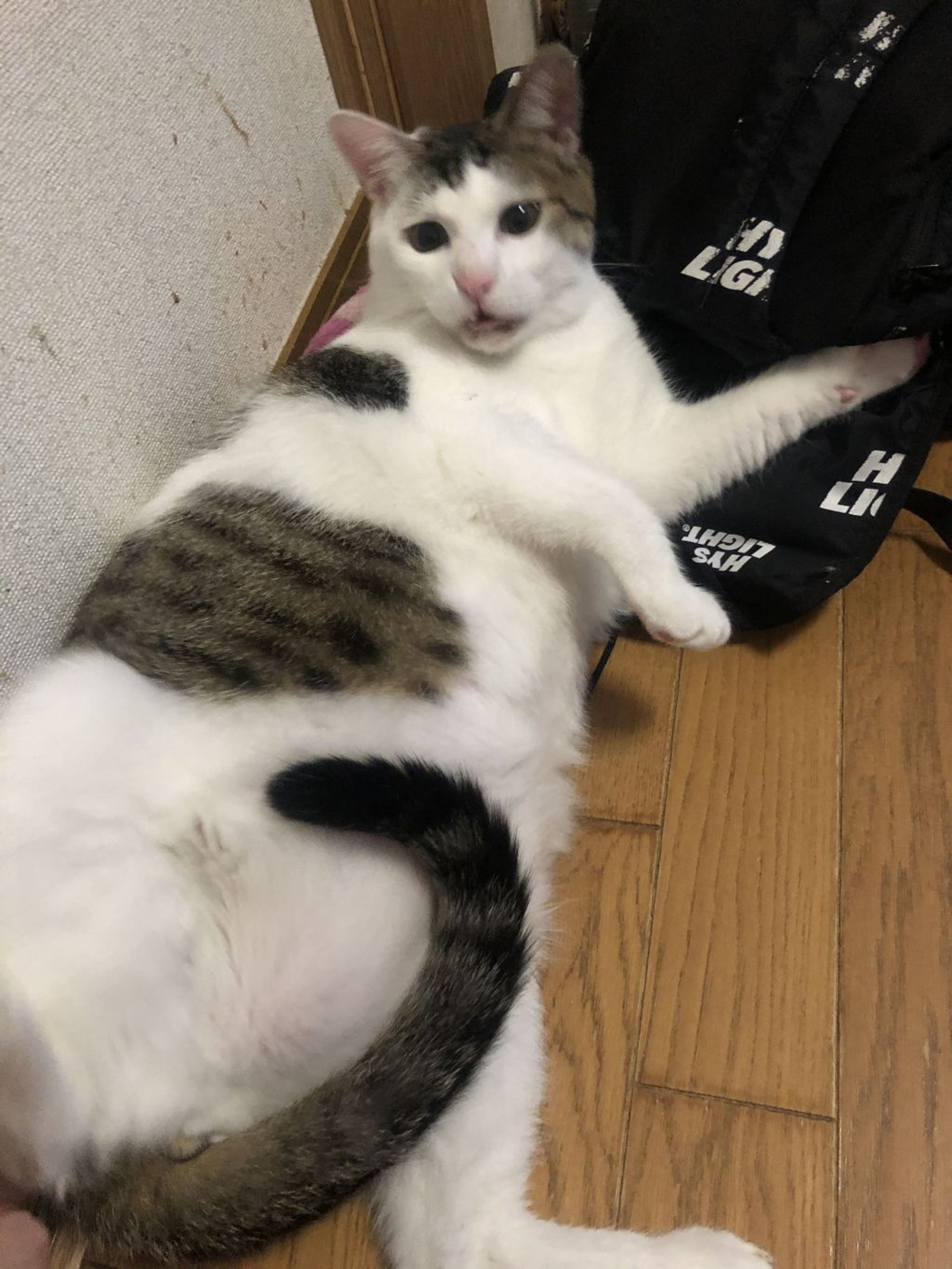 pet-image-4