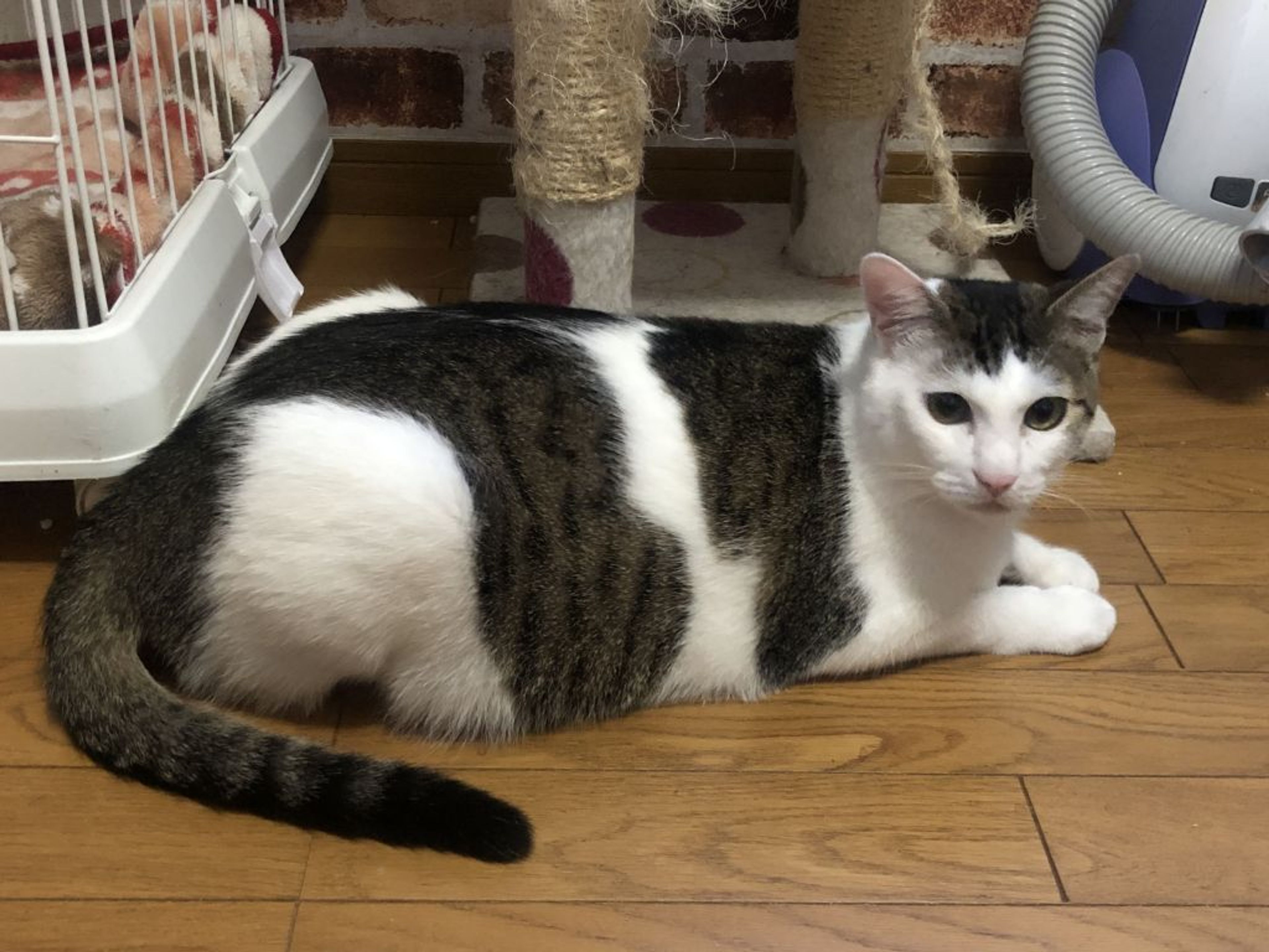 pet-image-5