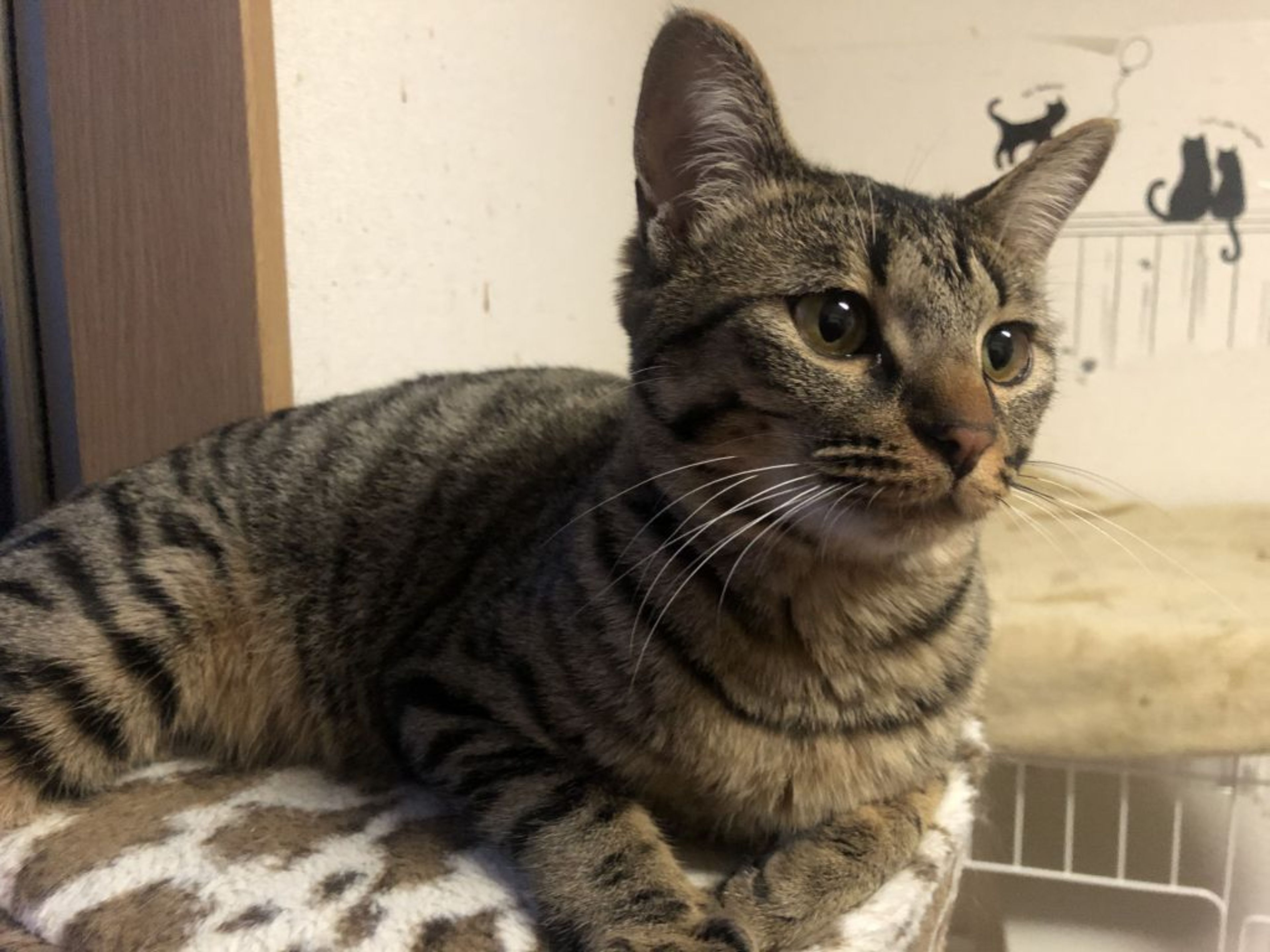 雑種（ミックス猫）・メスの里親募集の写真