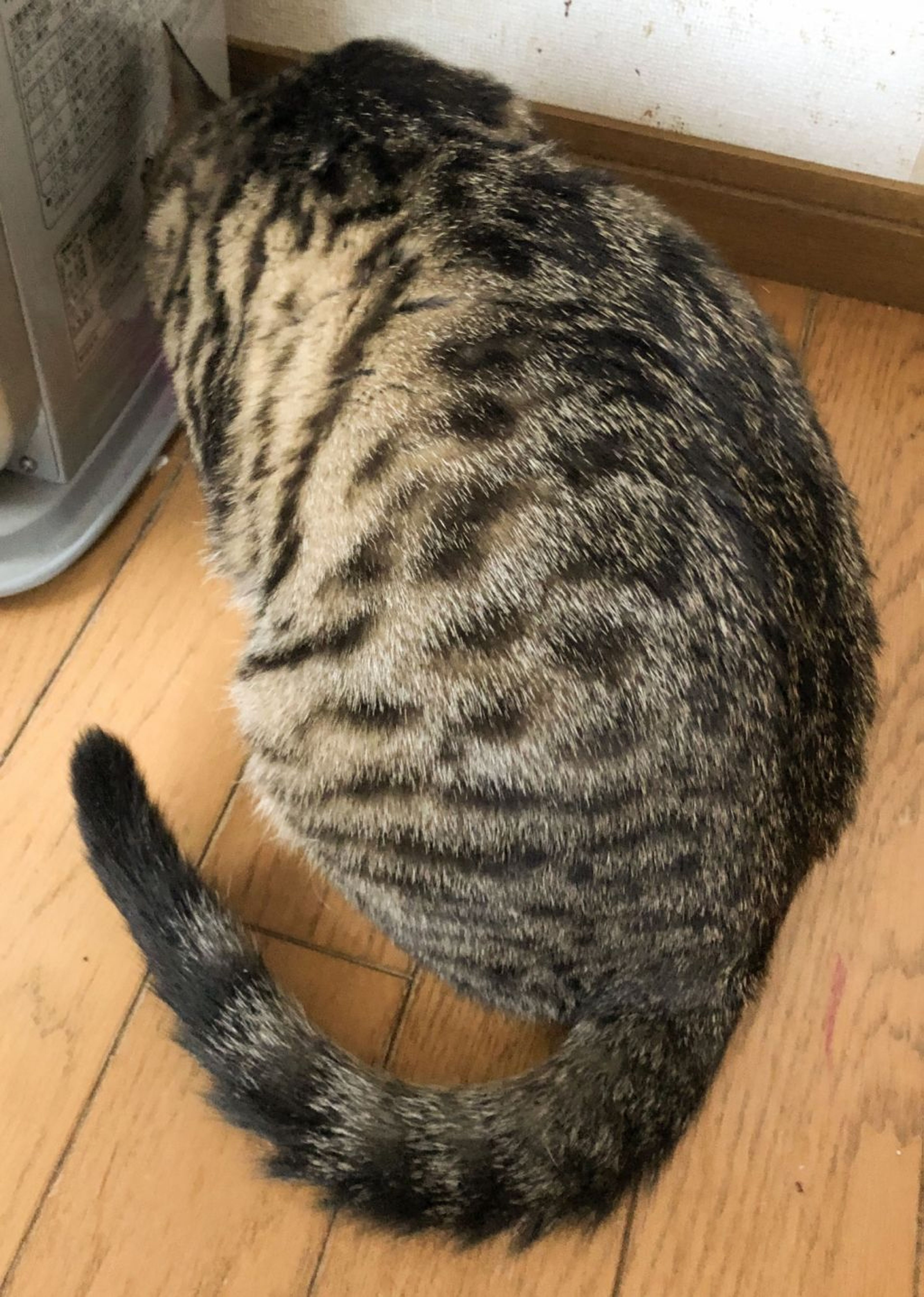 pet-image-4
