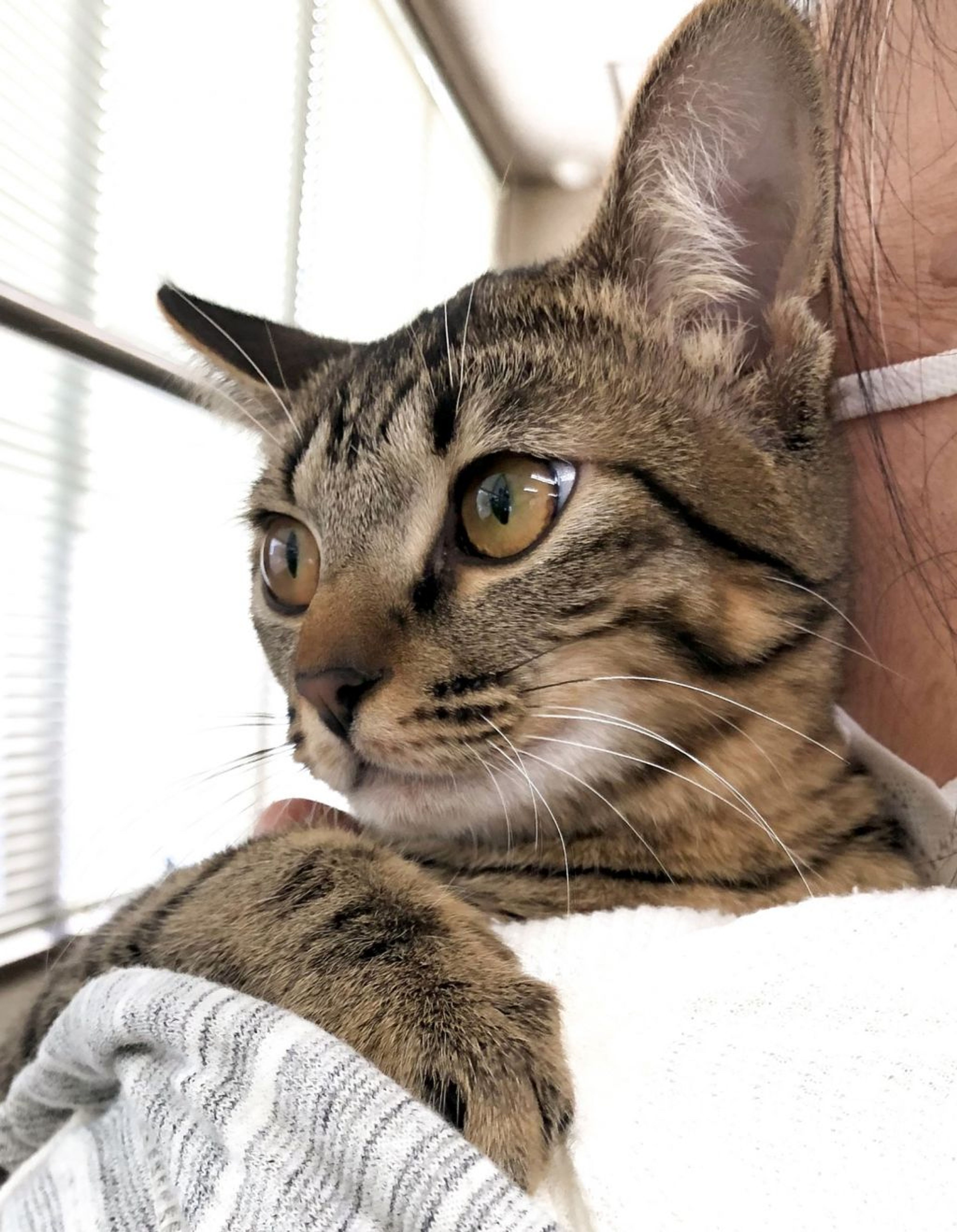 pet-image-5