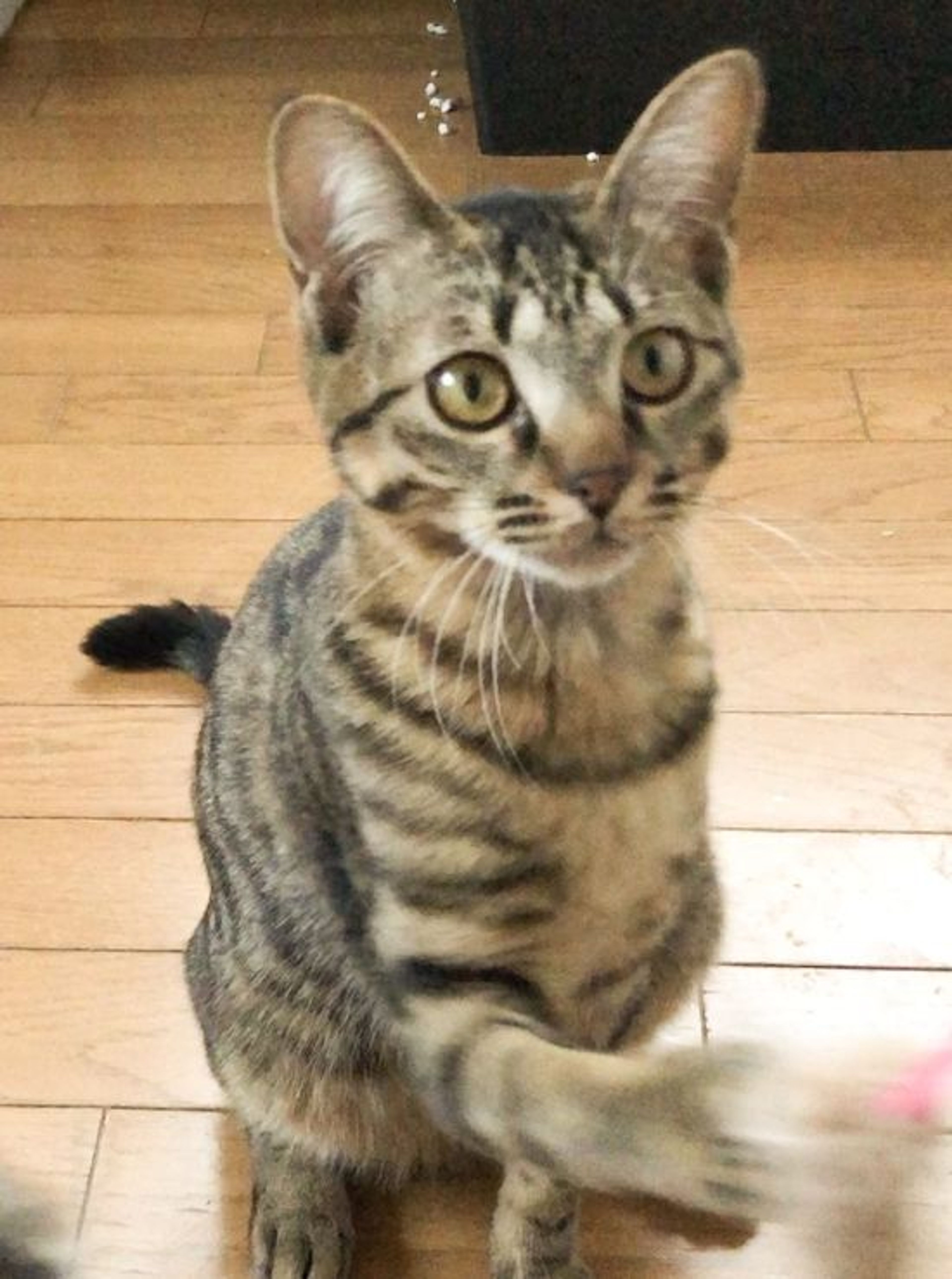 pet-image-6