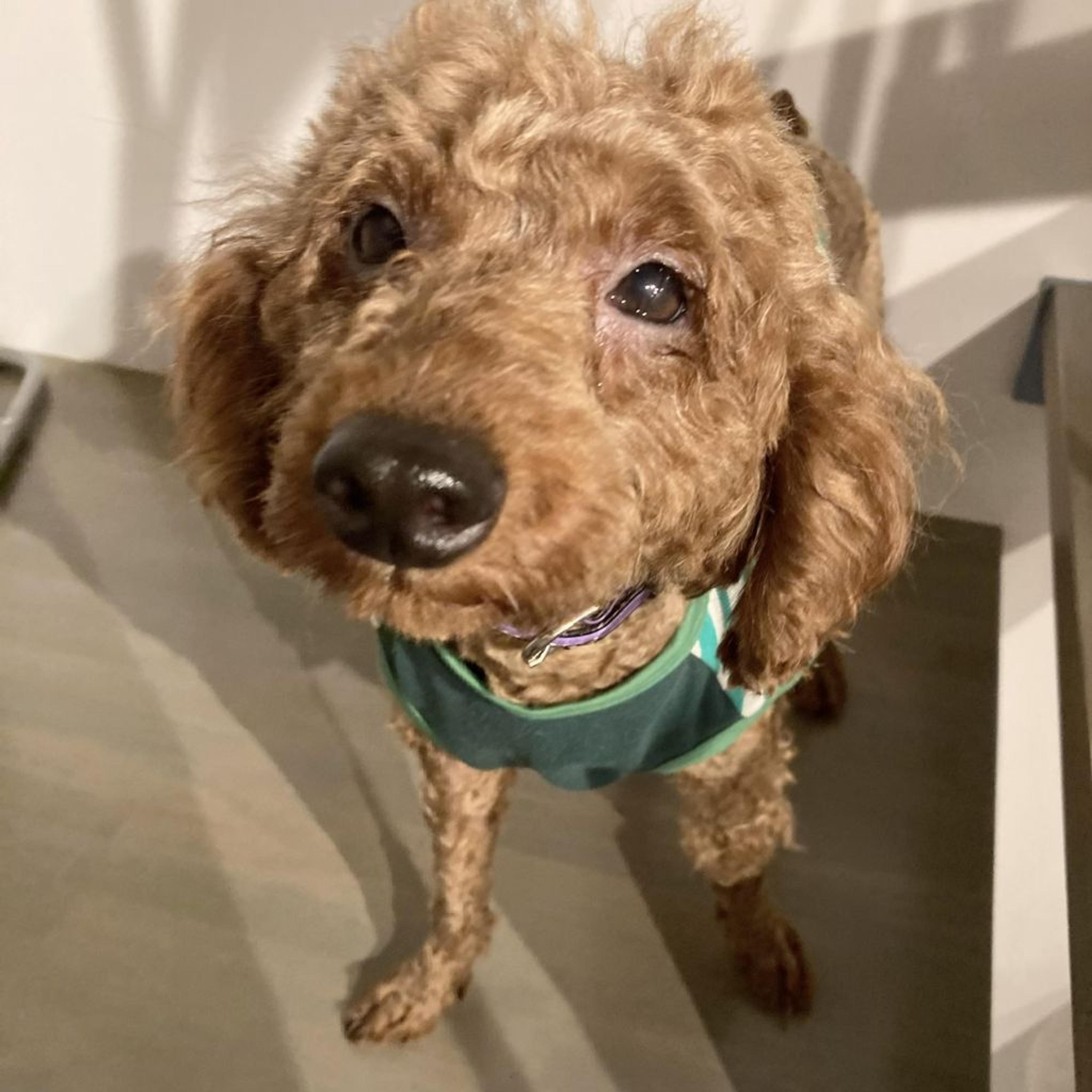 pet-image-2