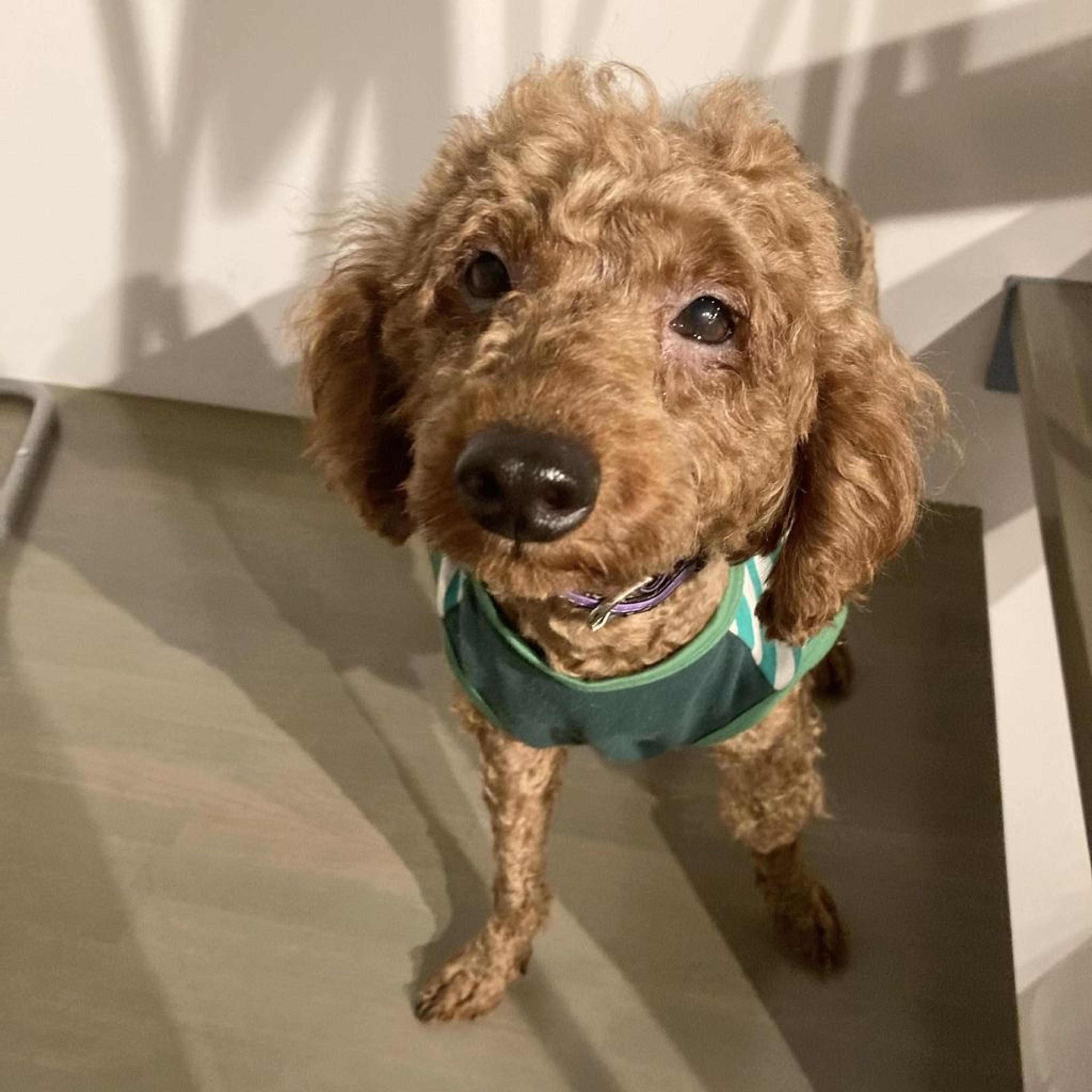 pet-image-3