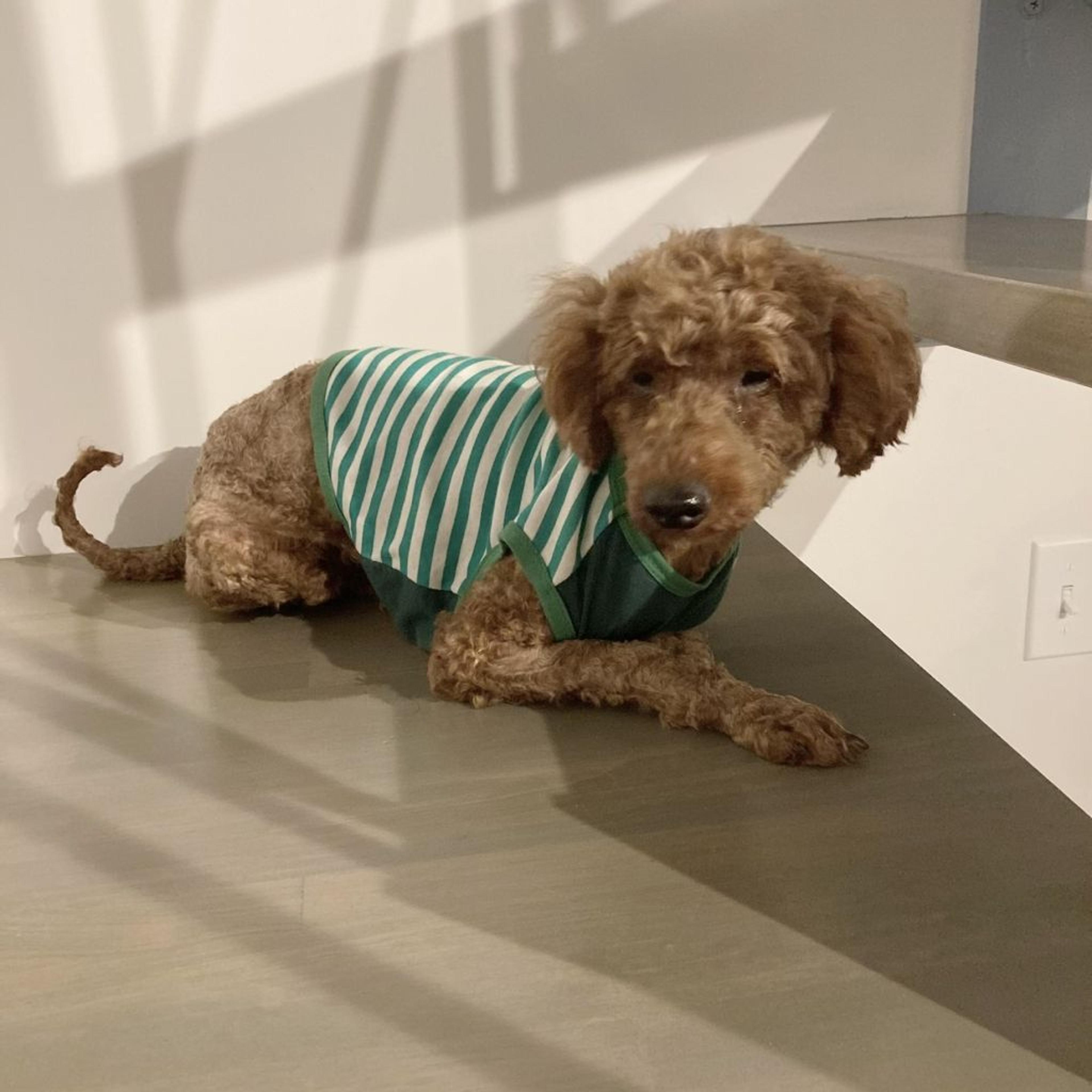 pet-image-4