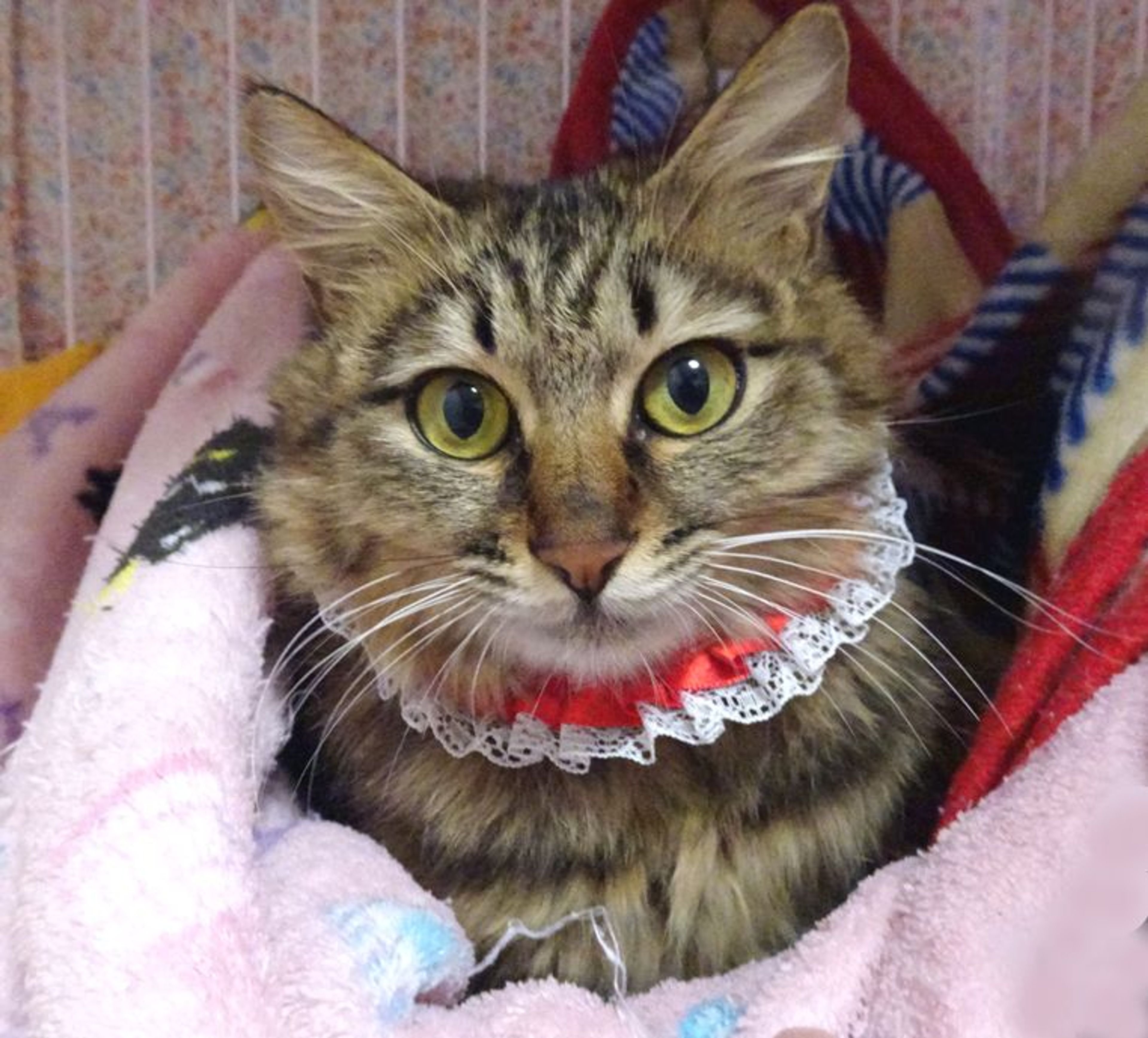 雑種（ミックス猫）・メスの里親募集の写真