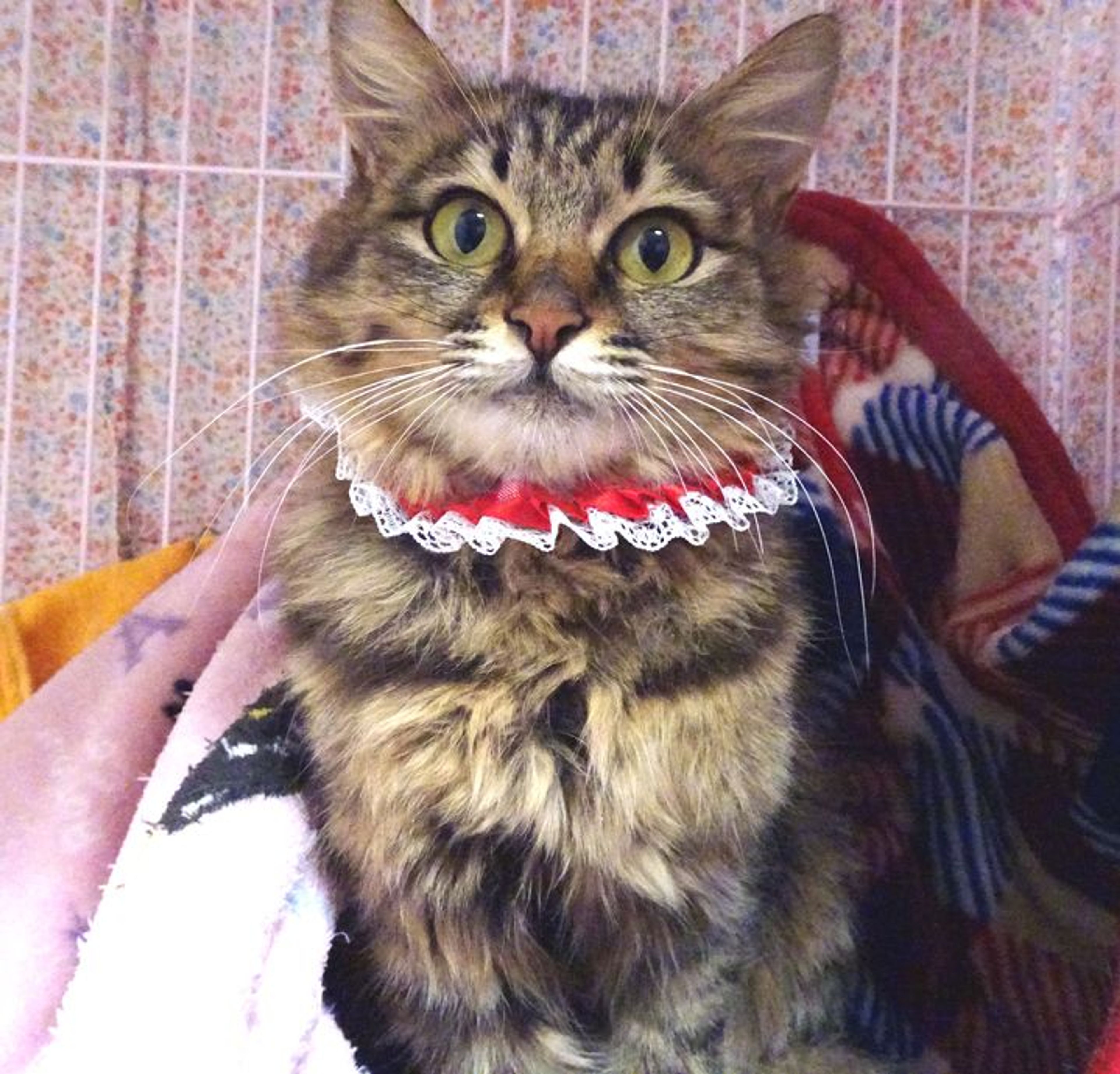 pet-image-2