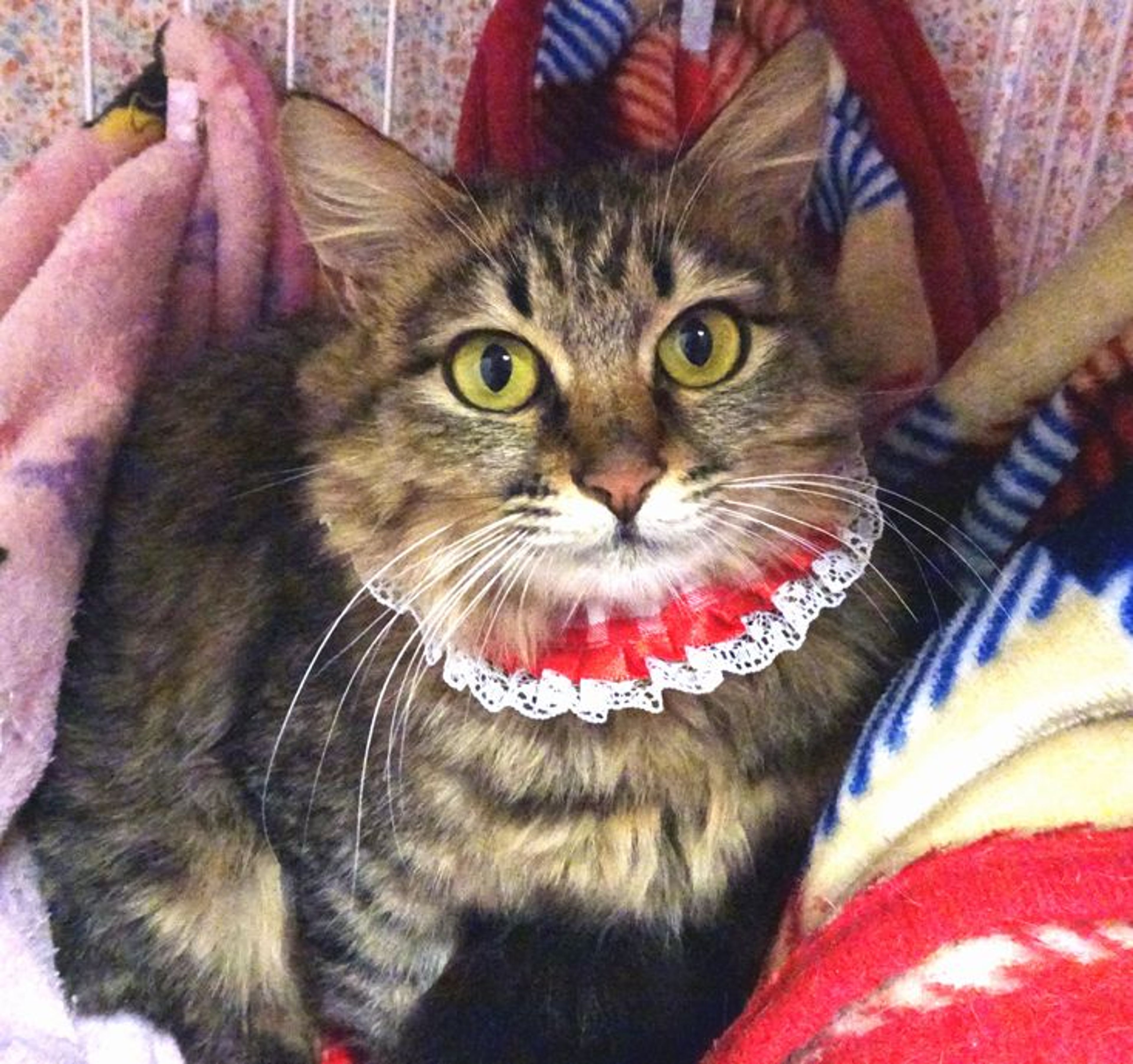 pet-image-3