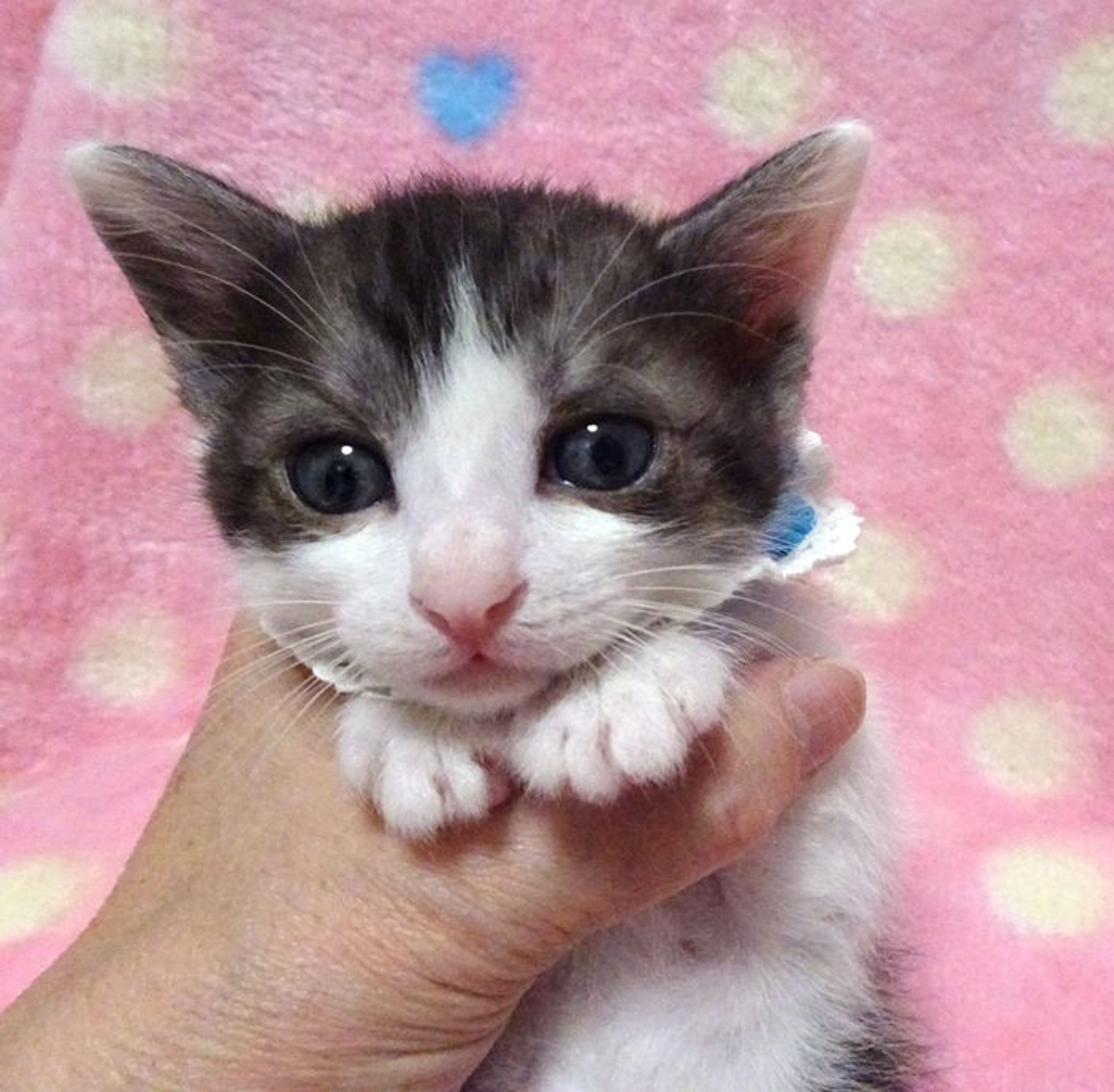 雑種（ミックス猫）・オスの里親募集の写真