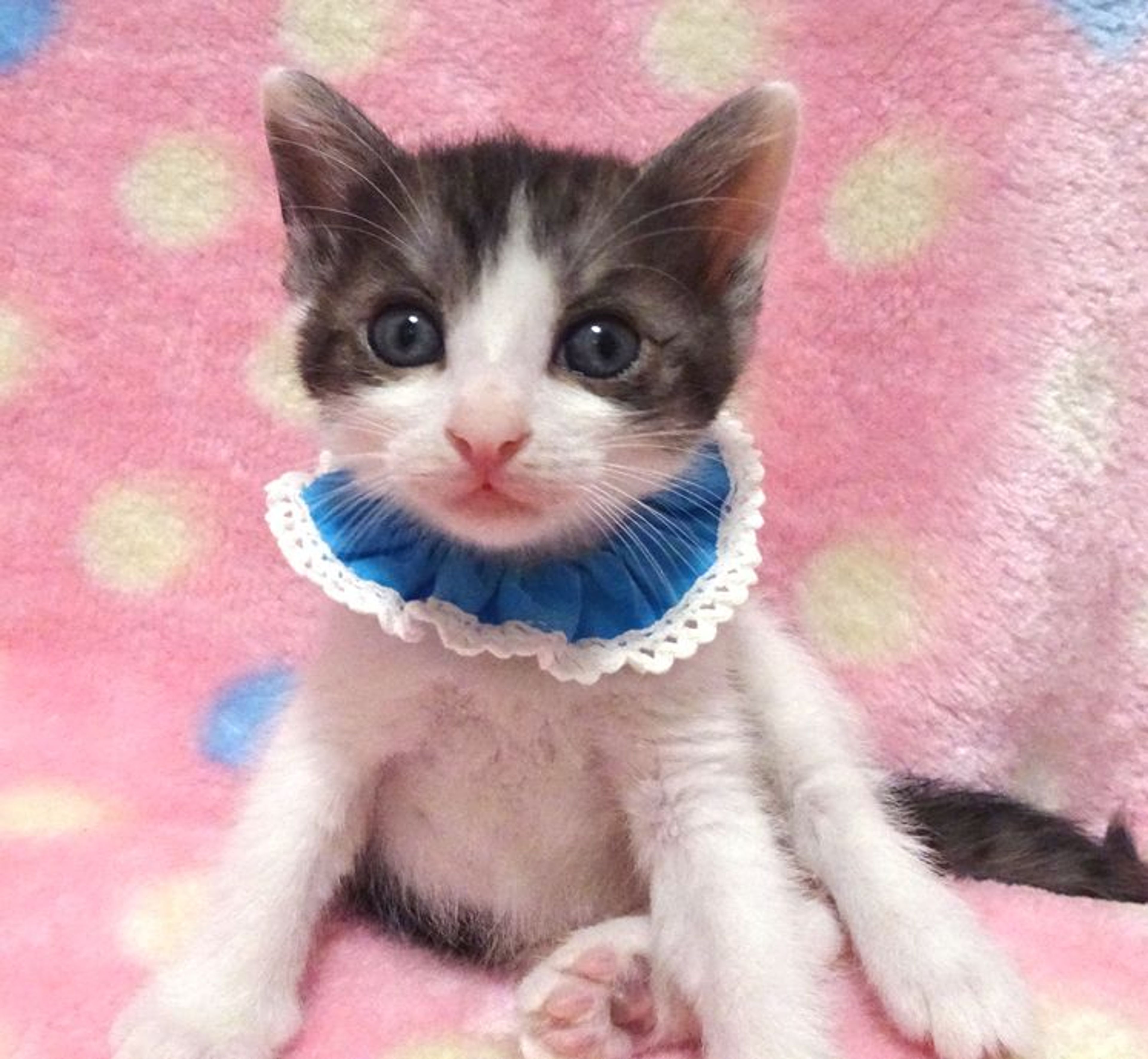 pet-image-2