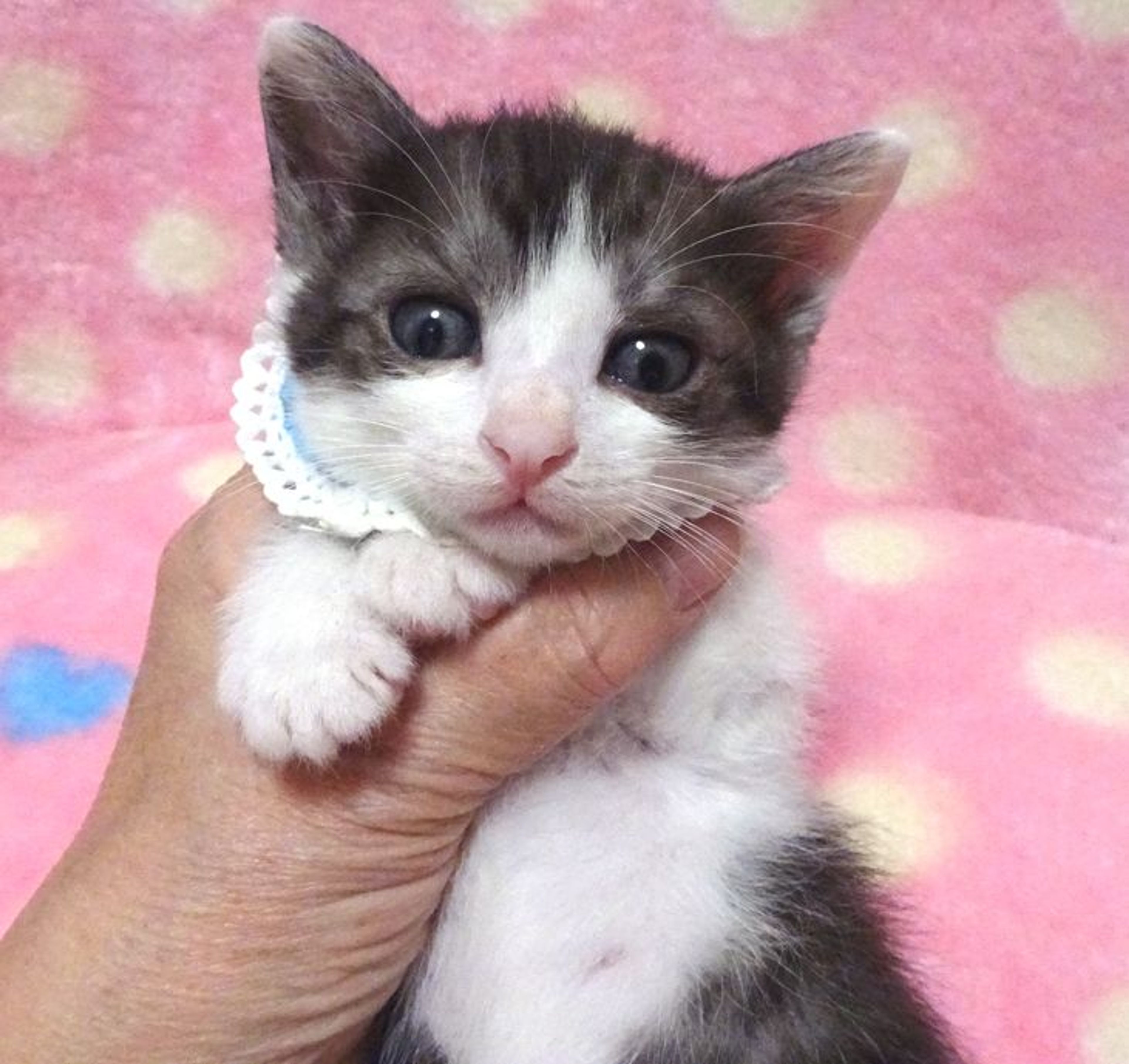 pet-image-3