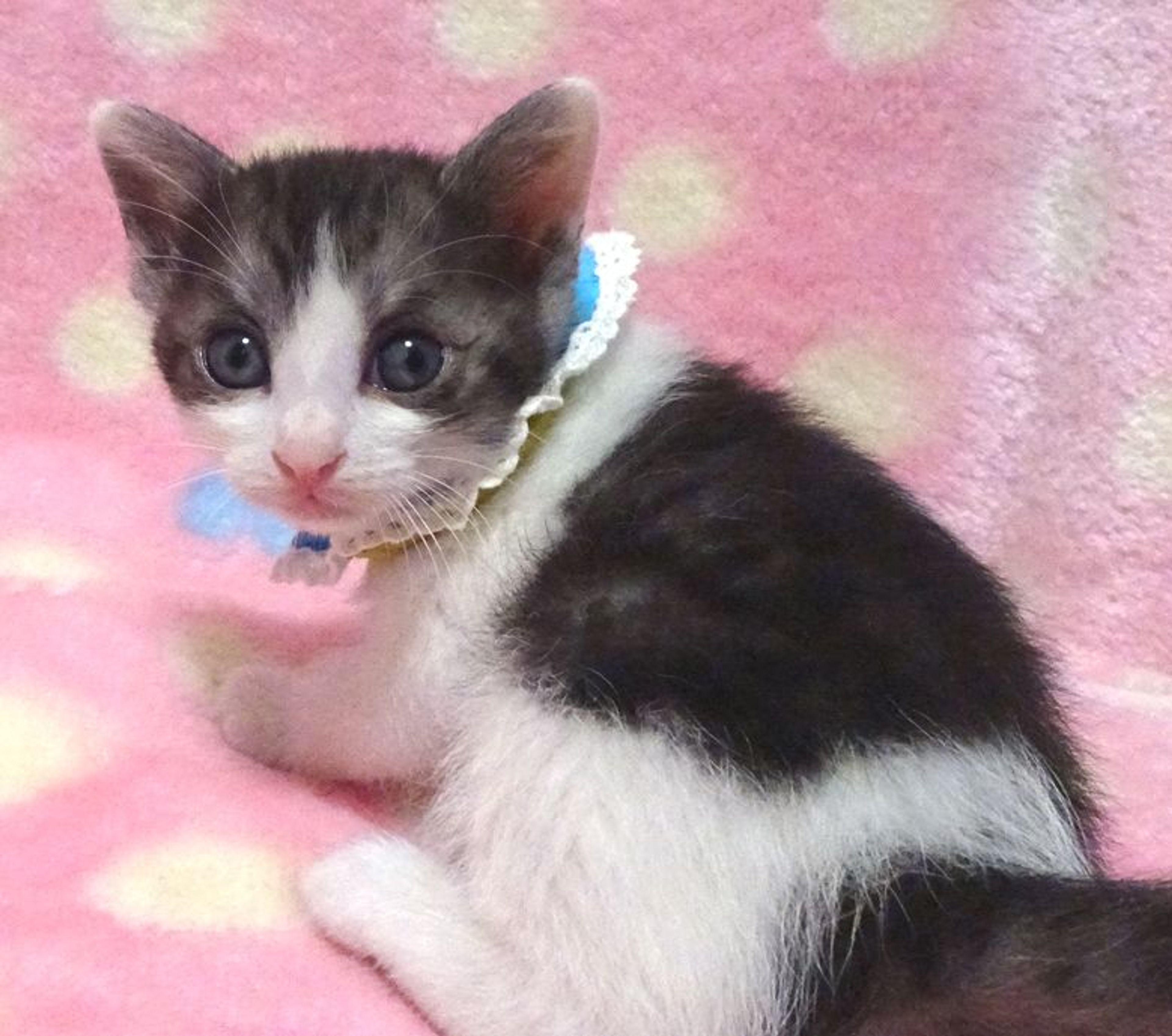 pet-image-4