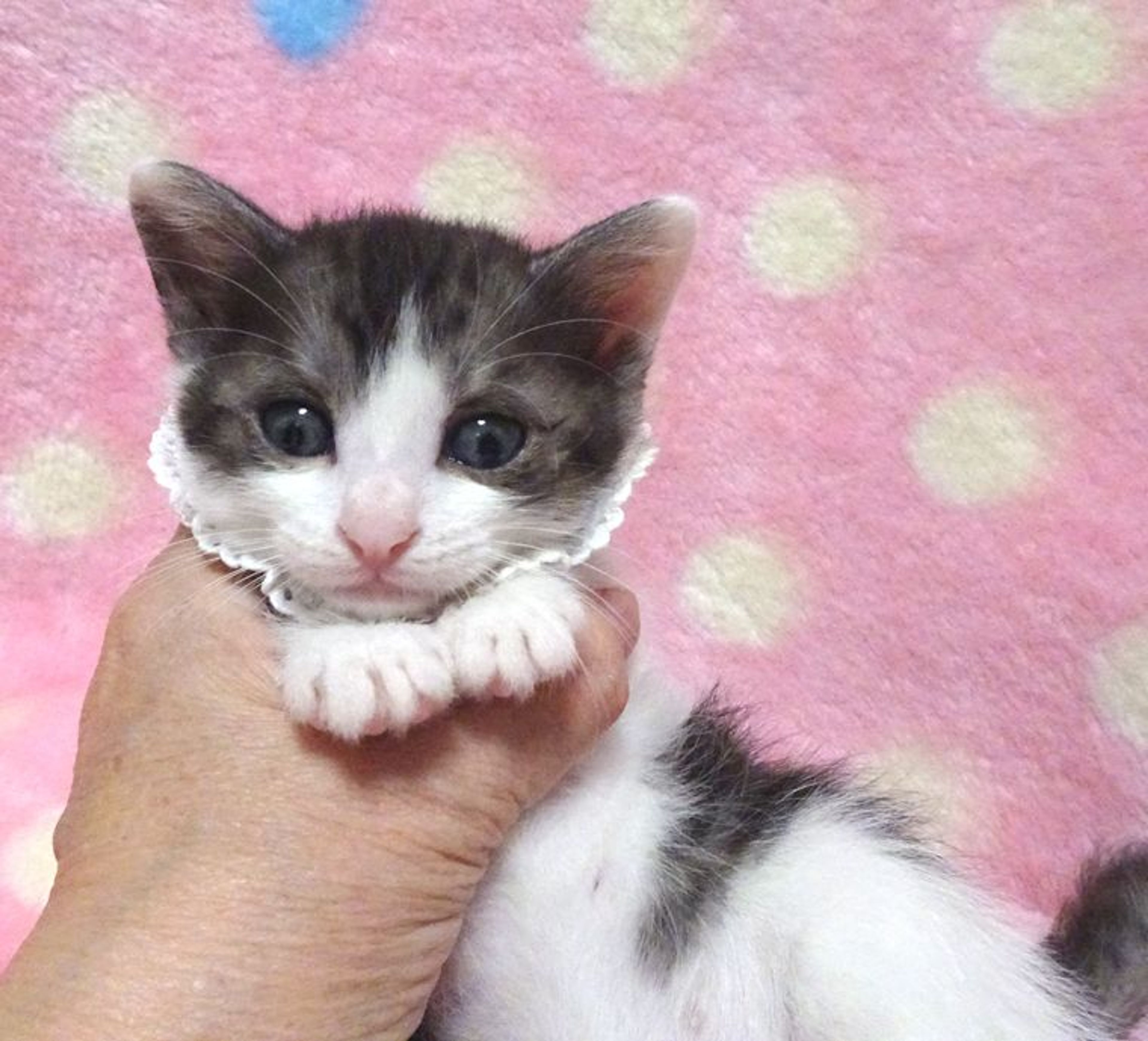 pet-image-5