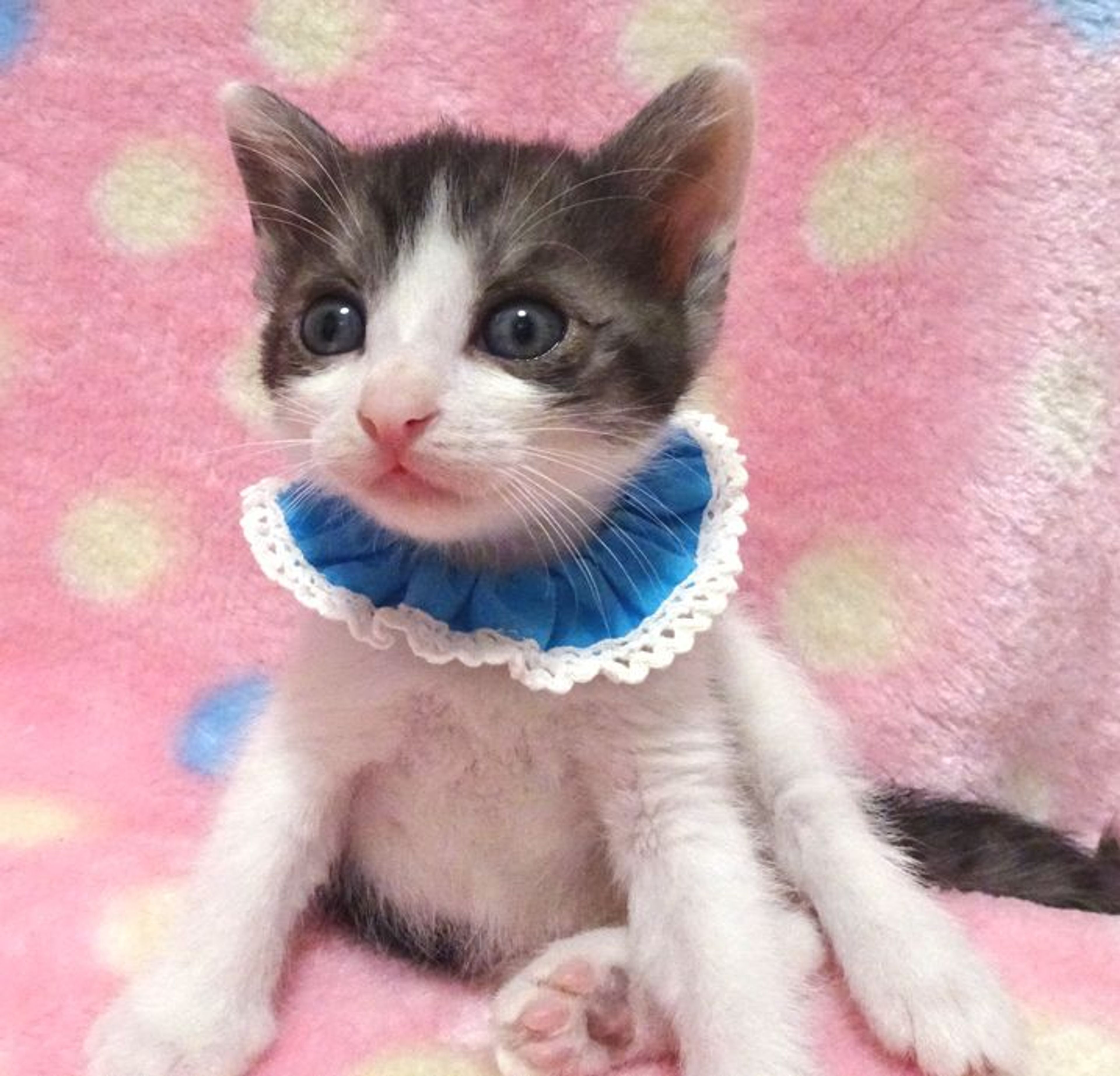pet-image-6