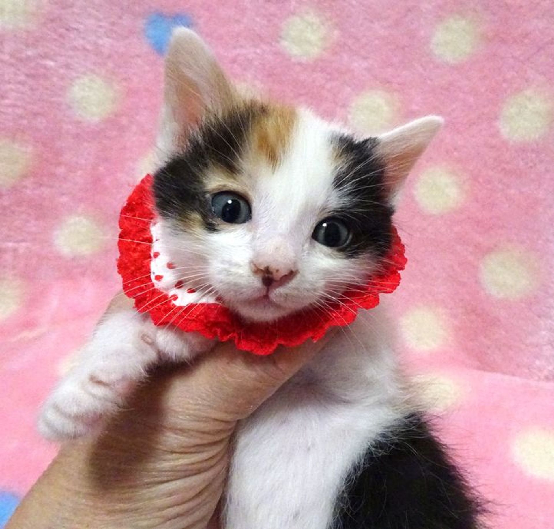 雑種（ミックス猫）・メスの里親募集の写真