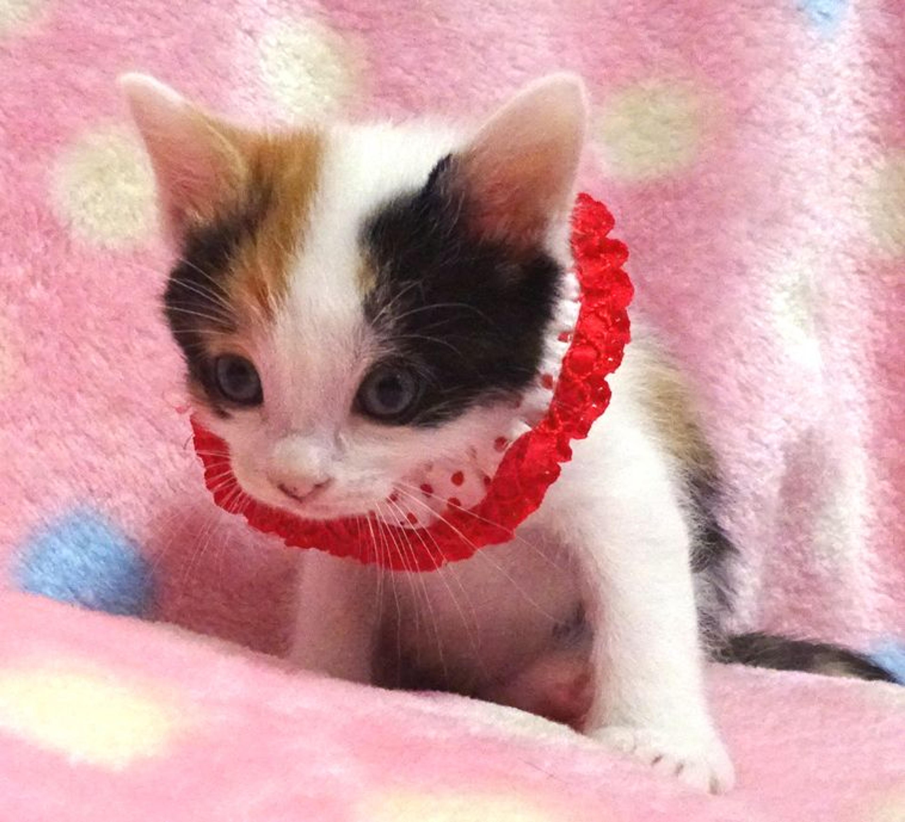 pet-image-2