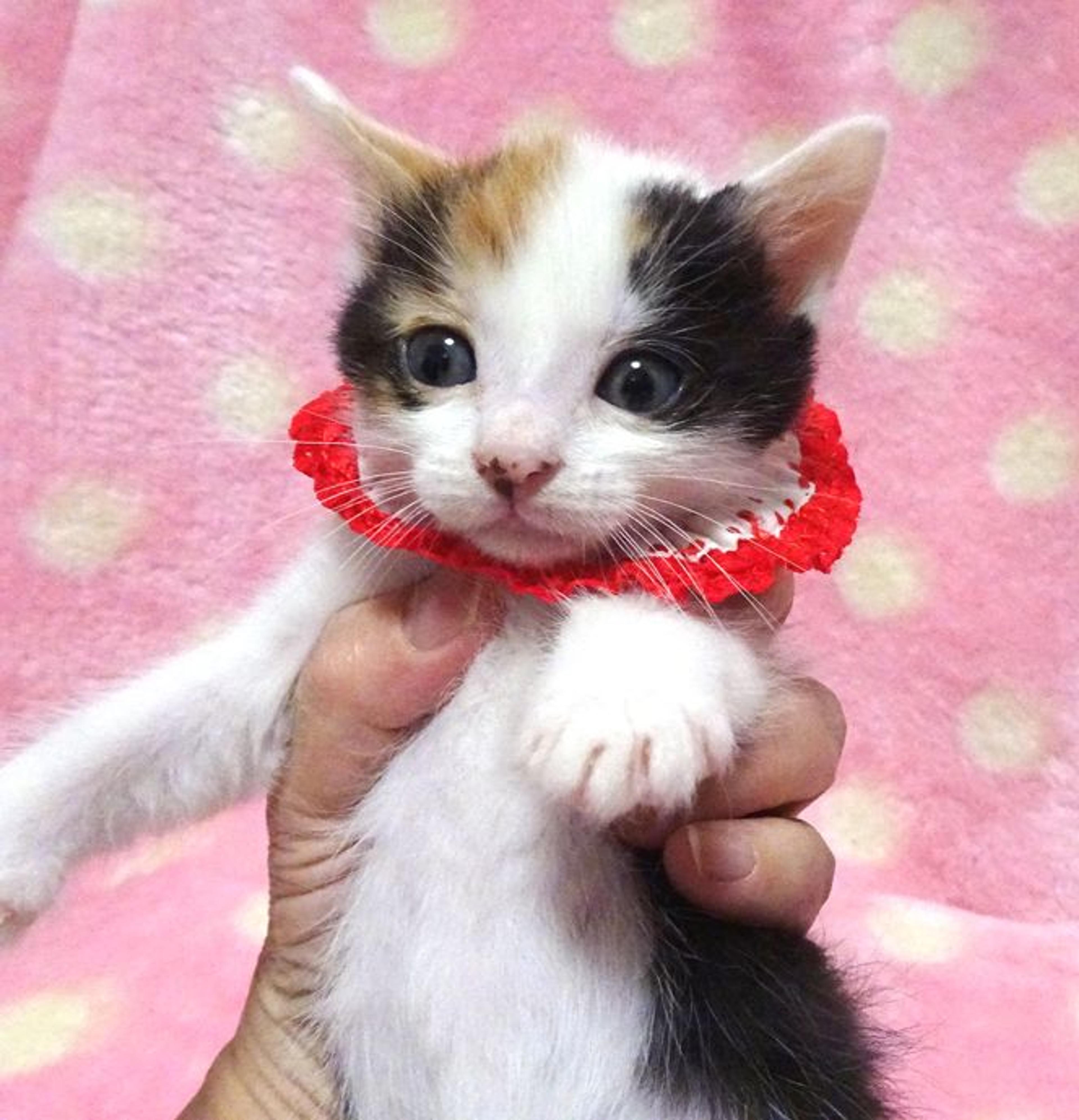 pet-image-3