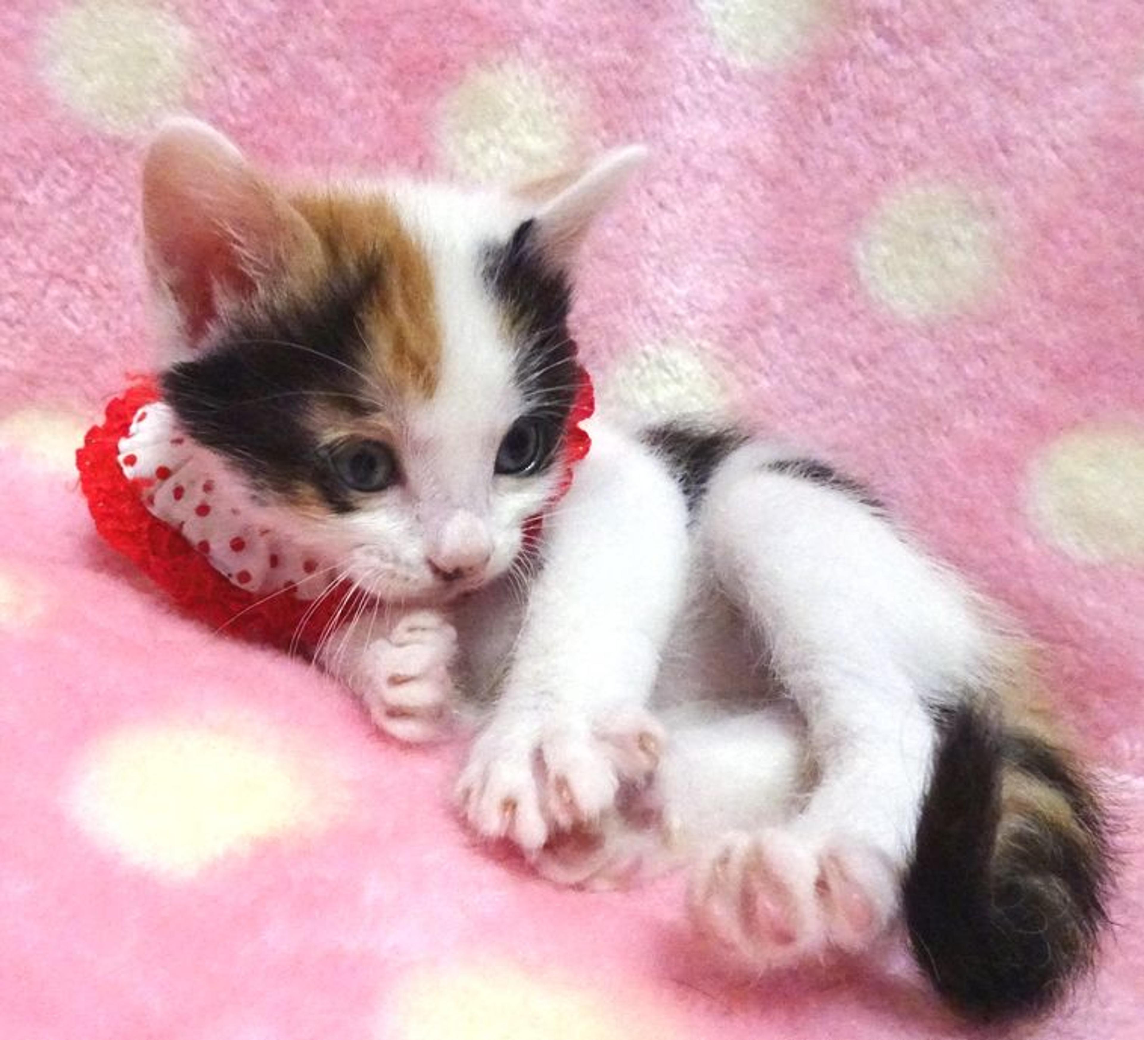 pet-image-4