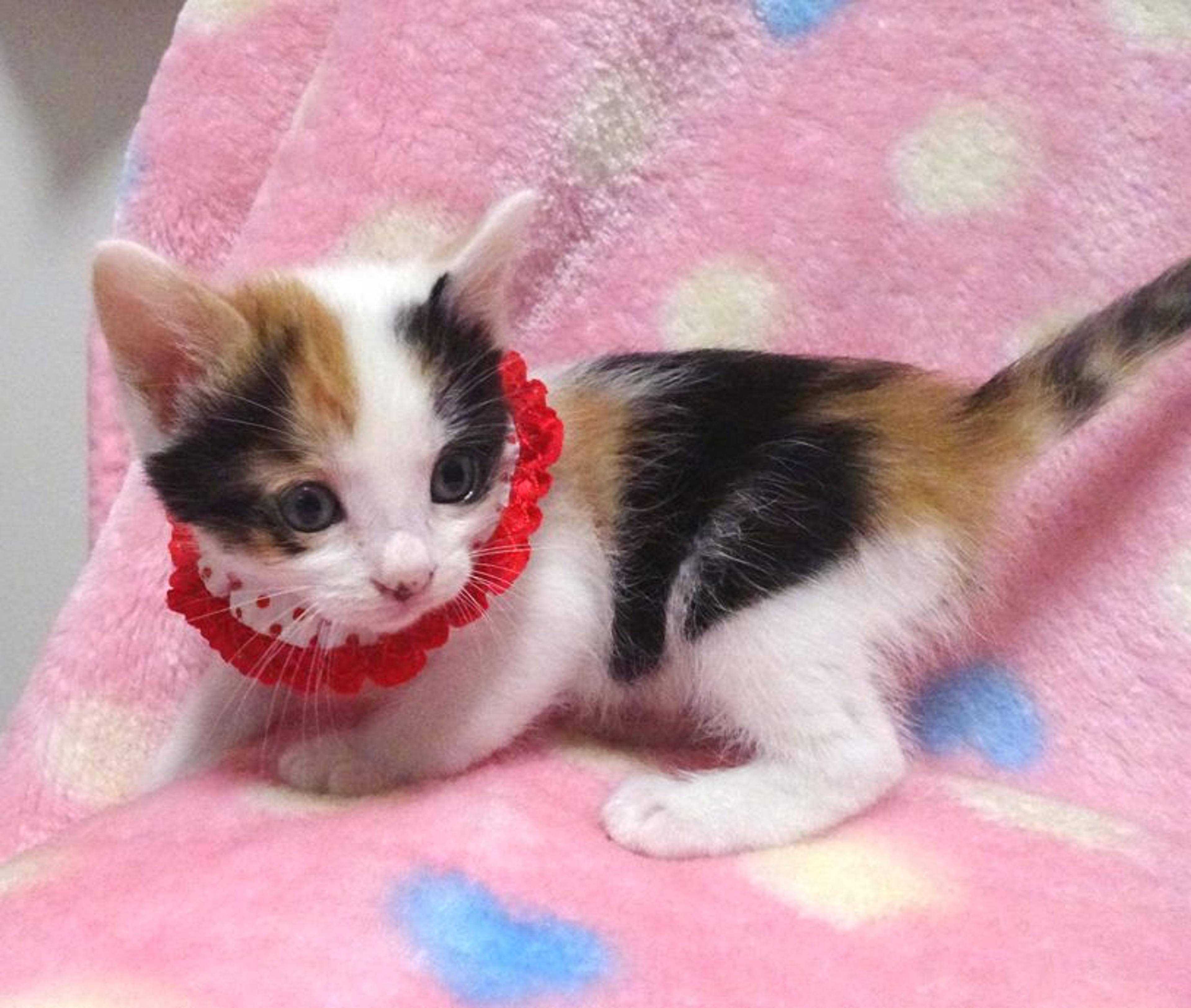 pet-image-5