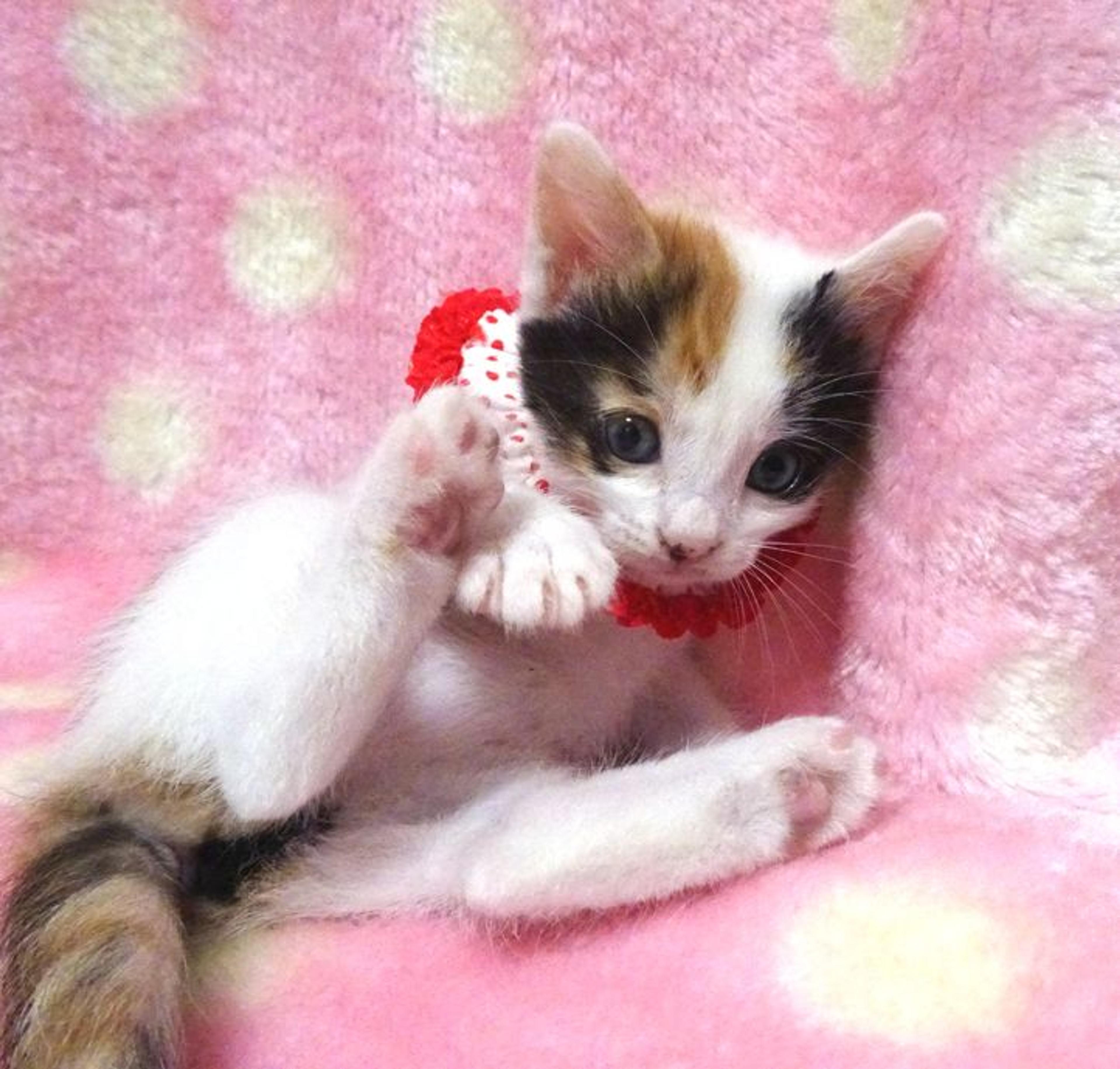 pet-image-6
