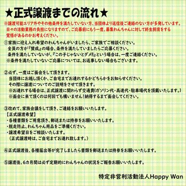 シンバの写真