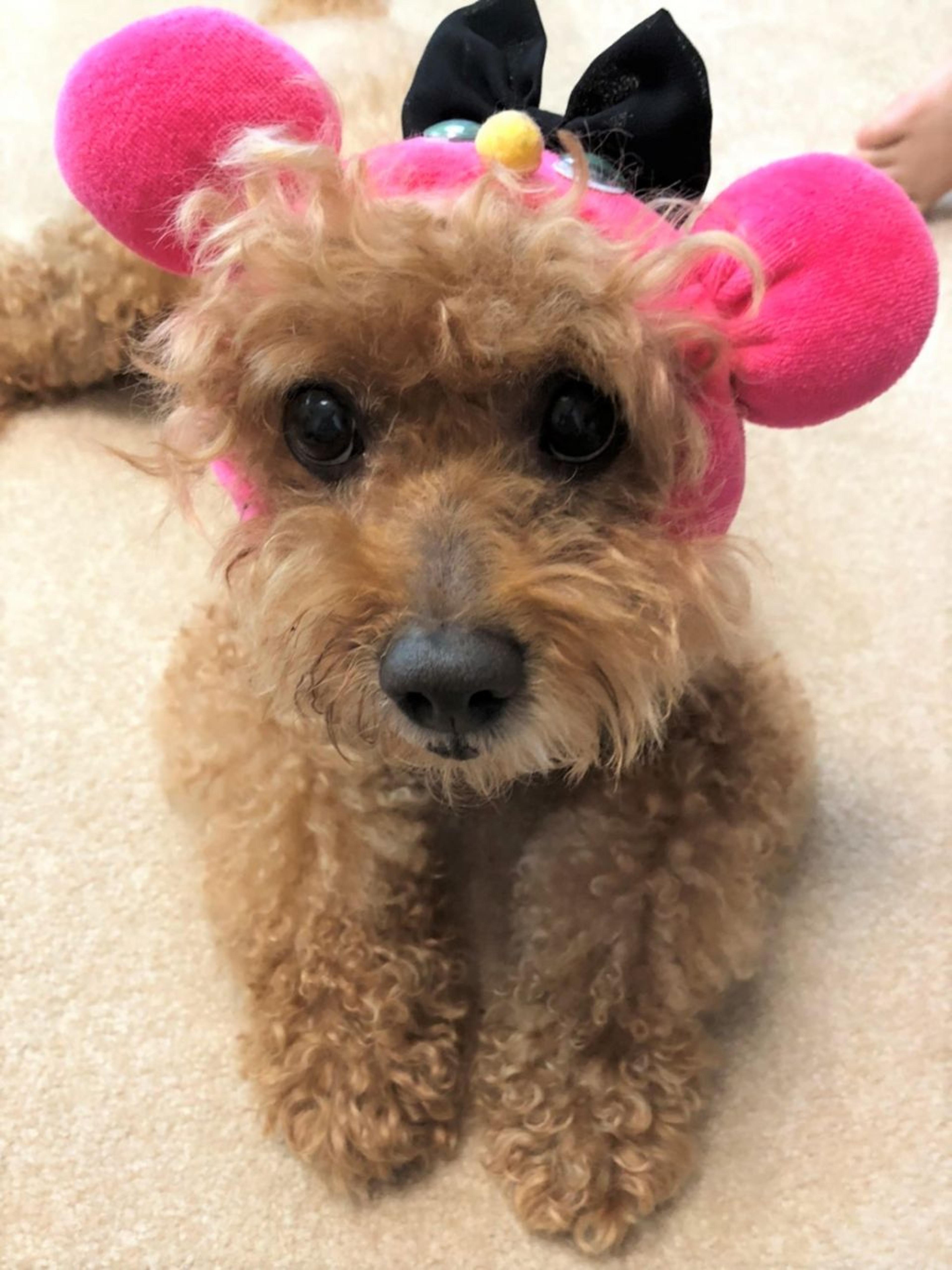 pet-image-2