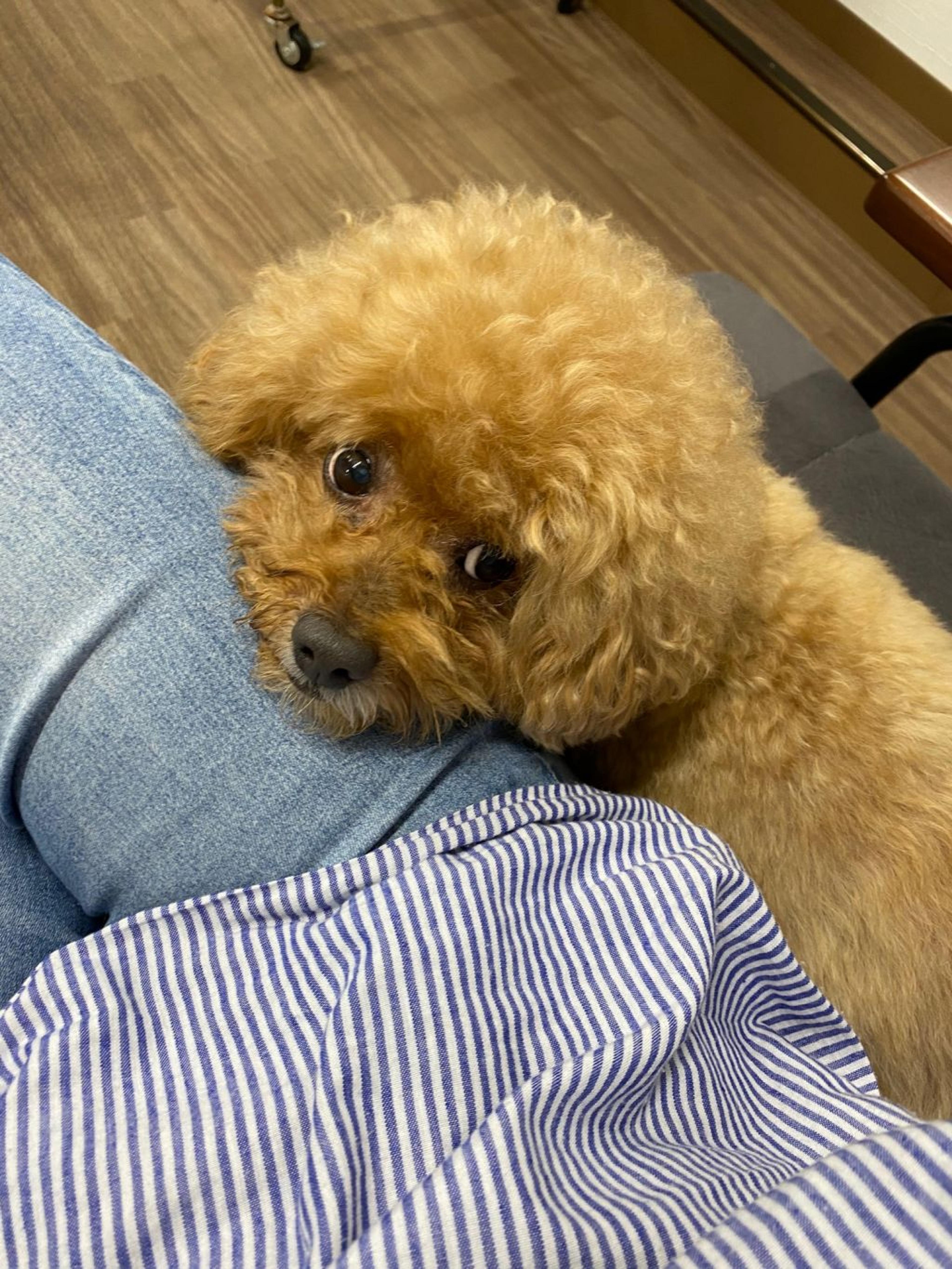 pet-image-4