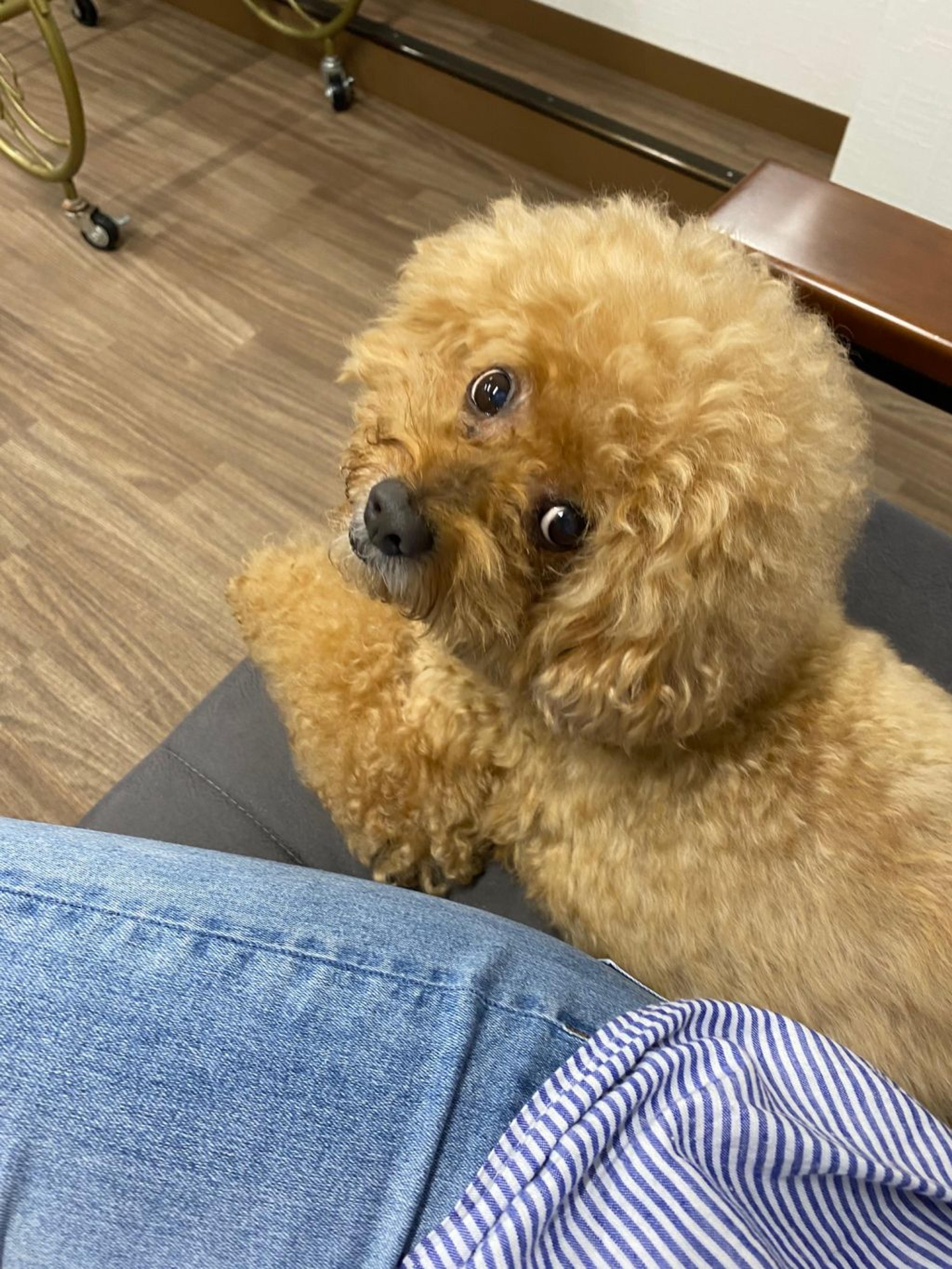pet-image-5