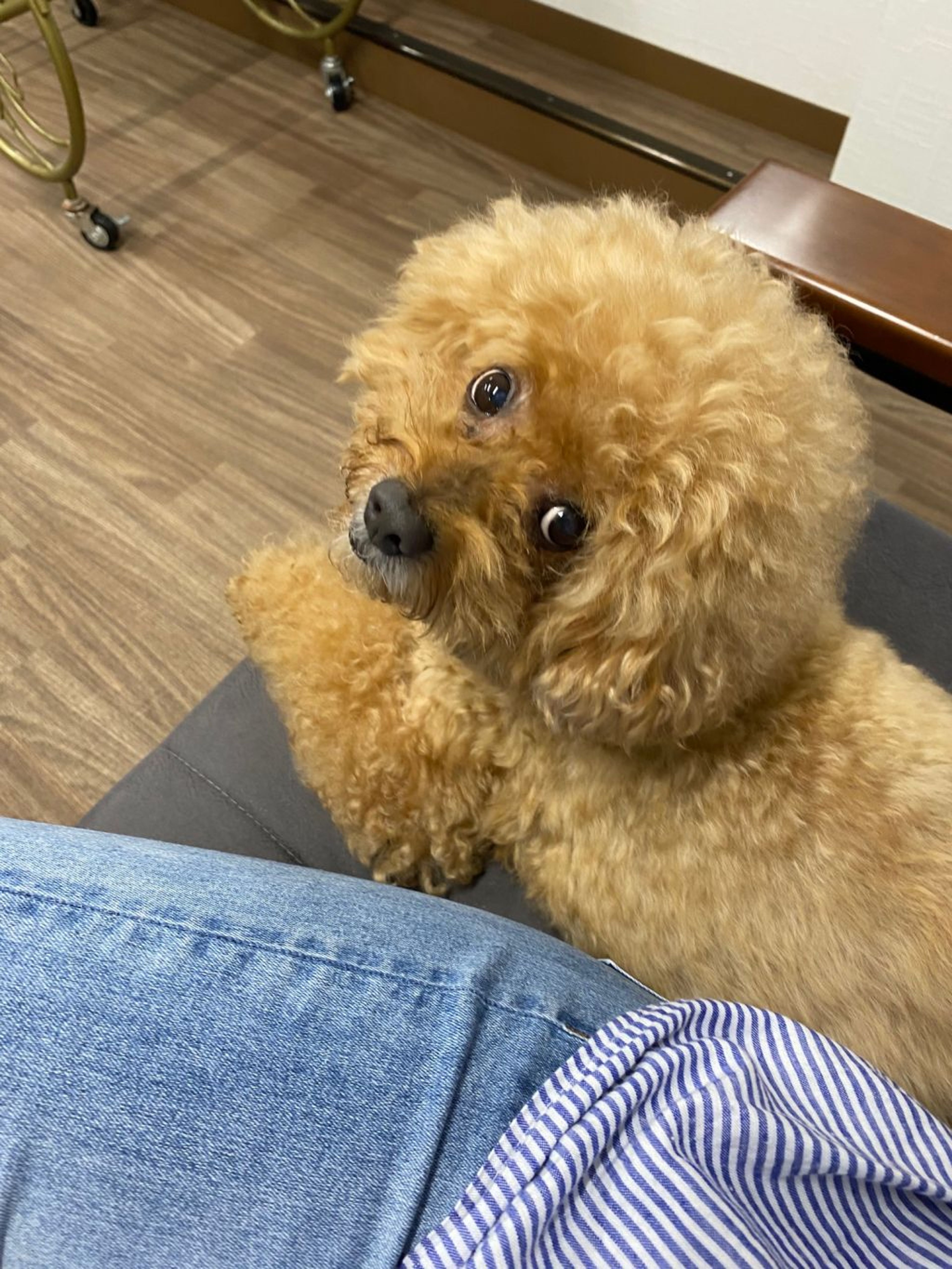 pet-image-5