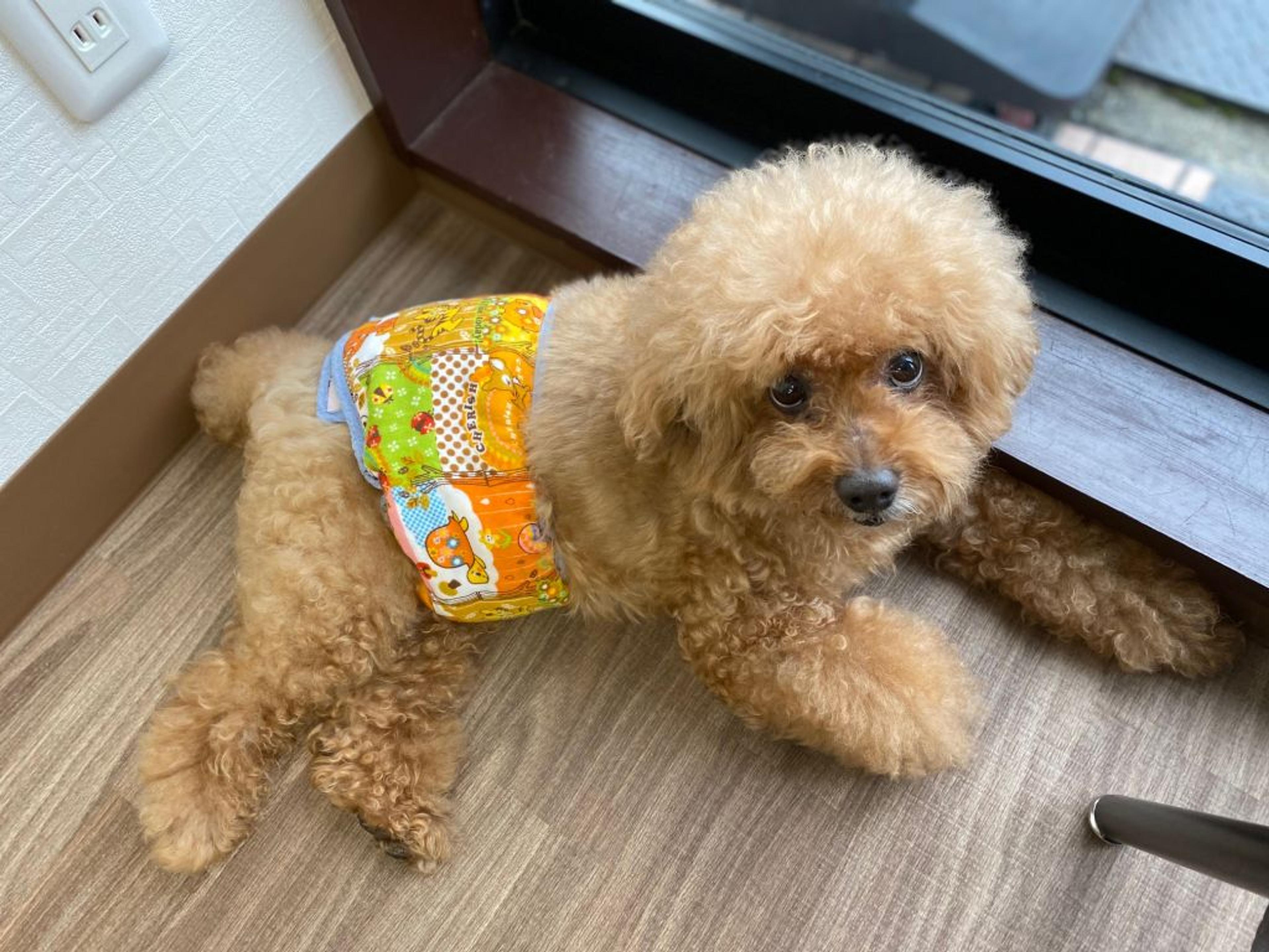 pet-image-6