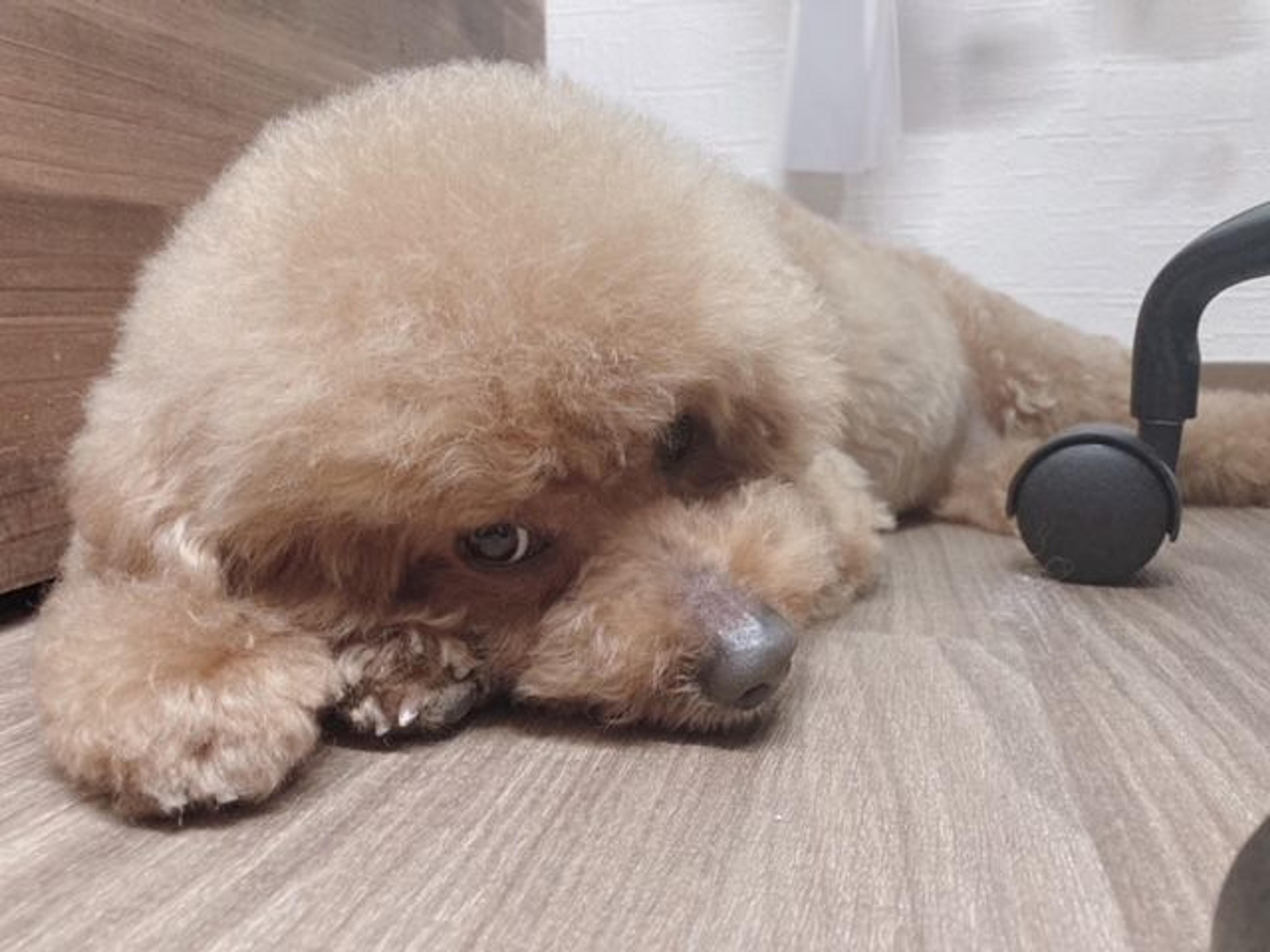 pet-image-3