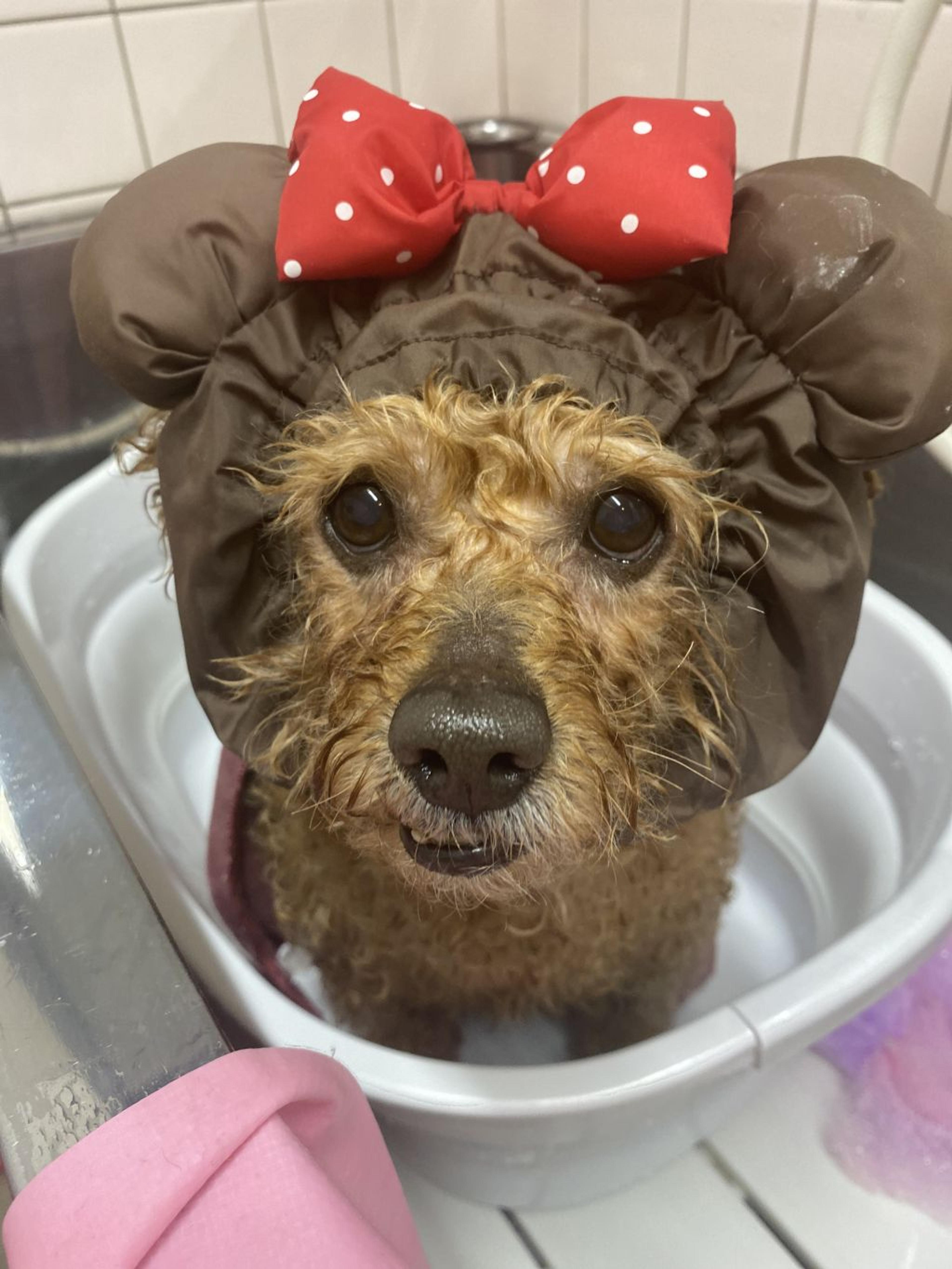 pet-image-7
