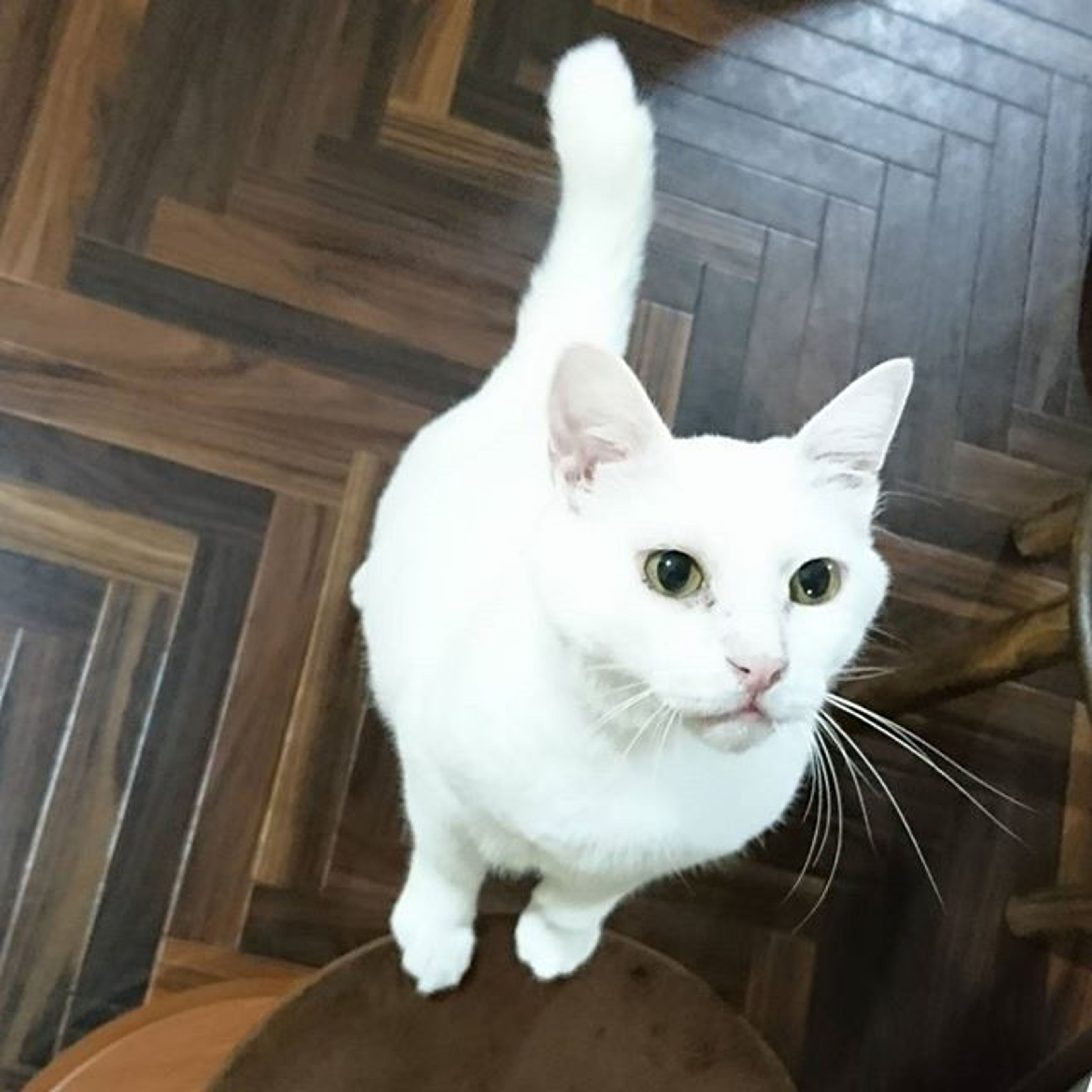 雑種（ミックス猫）・オスの里親募集の写真