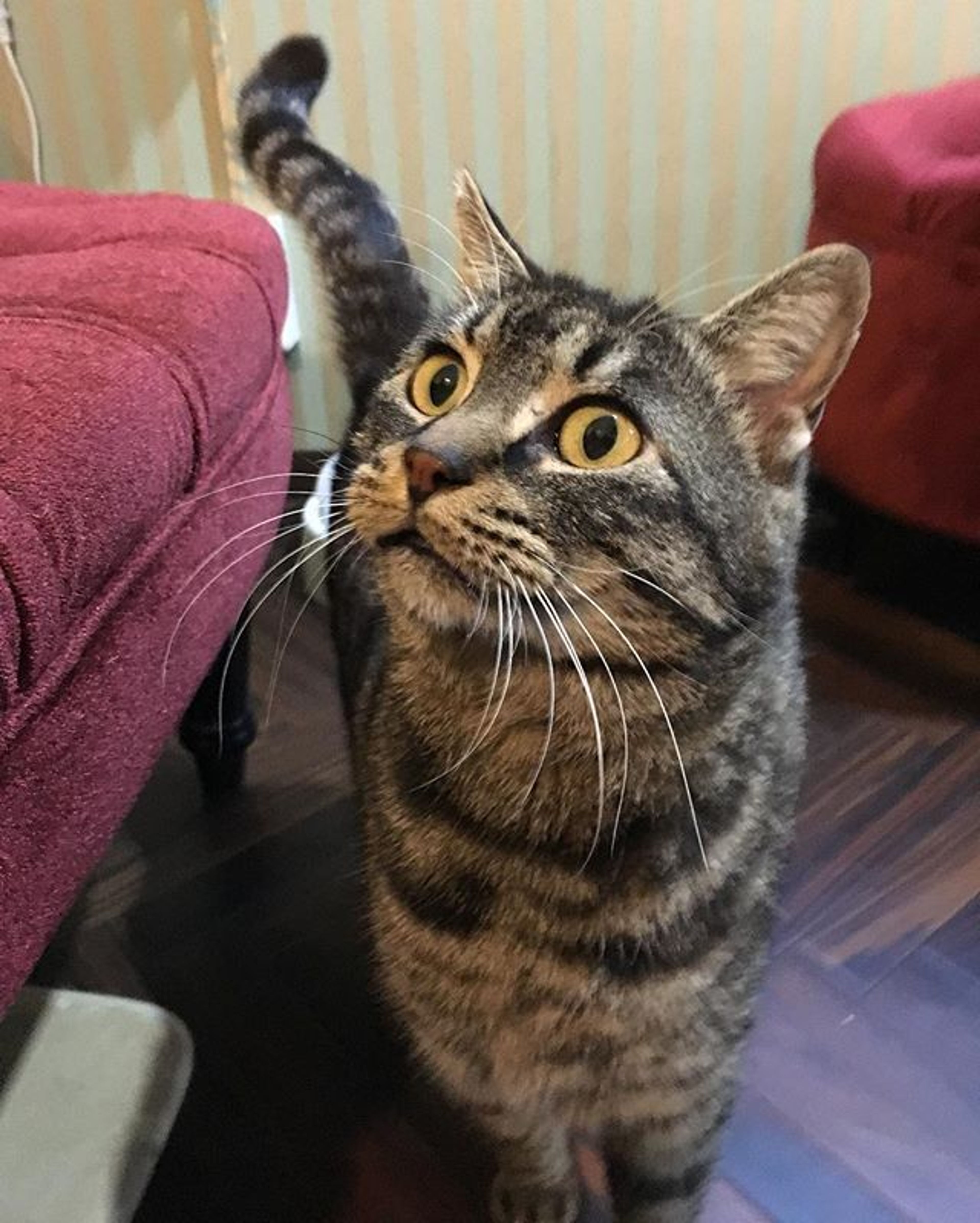 雑種（ミックス猫）・オスの里親募集の写真